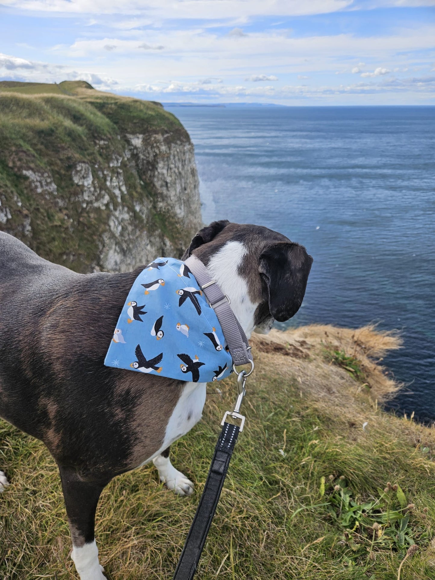 ‘Puffin Love’ Pet Bandana