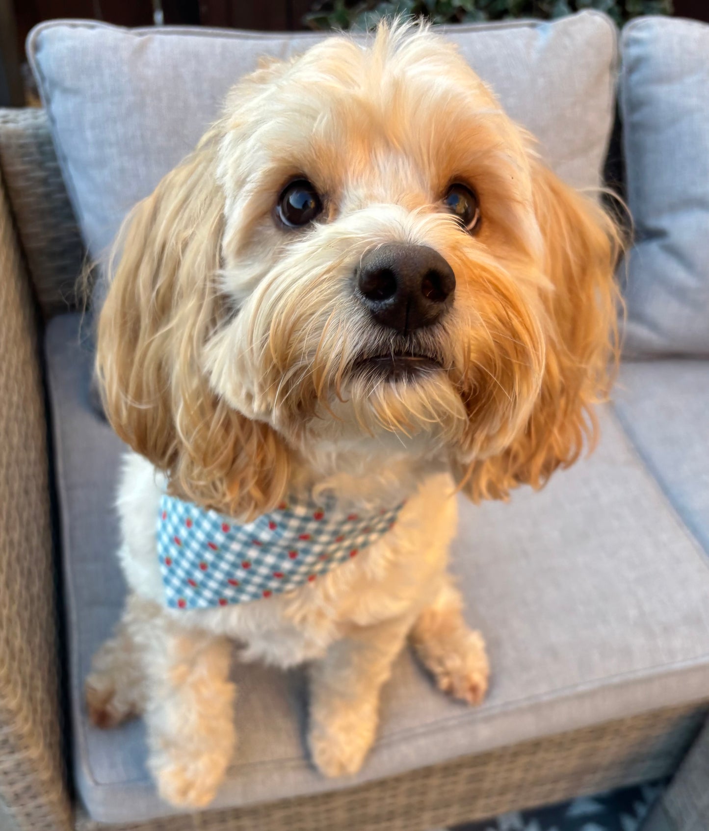 ‘Strawberry Picnic’ Pet Bandana