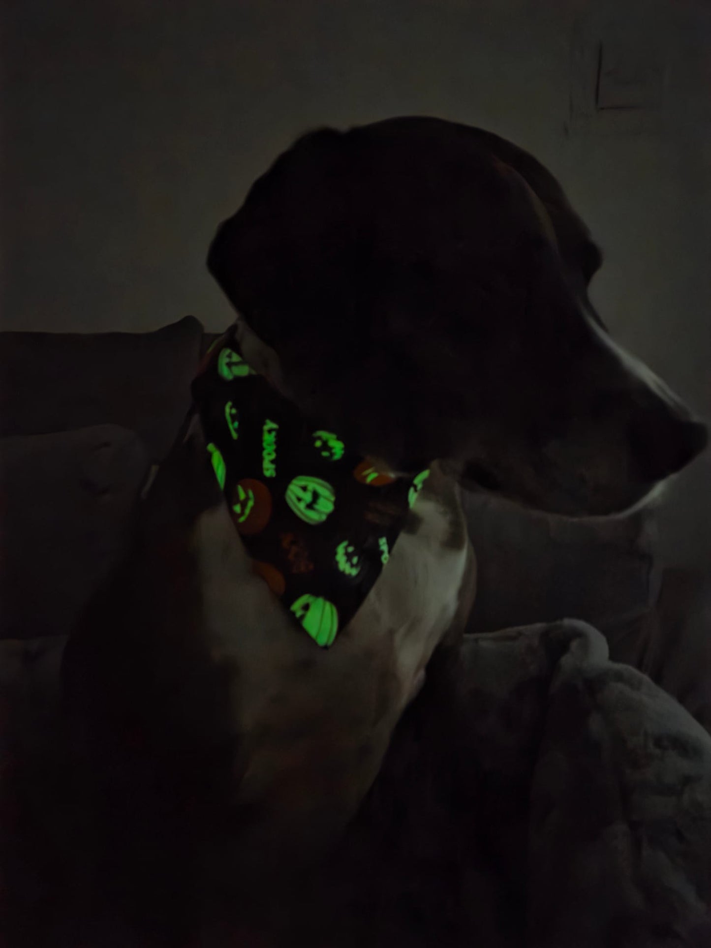 Jeepers Creepers Dog Bandana / Cat Bandana (Glow in the dark)