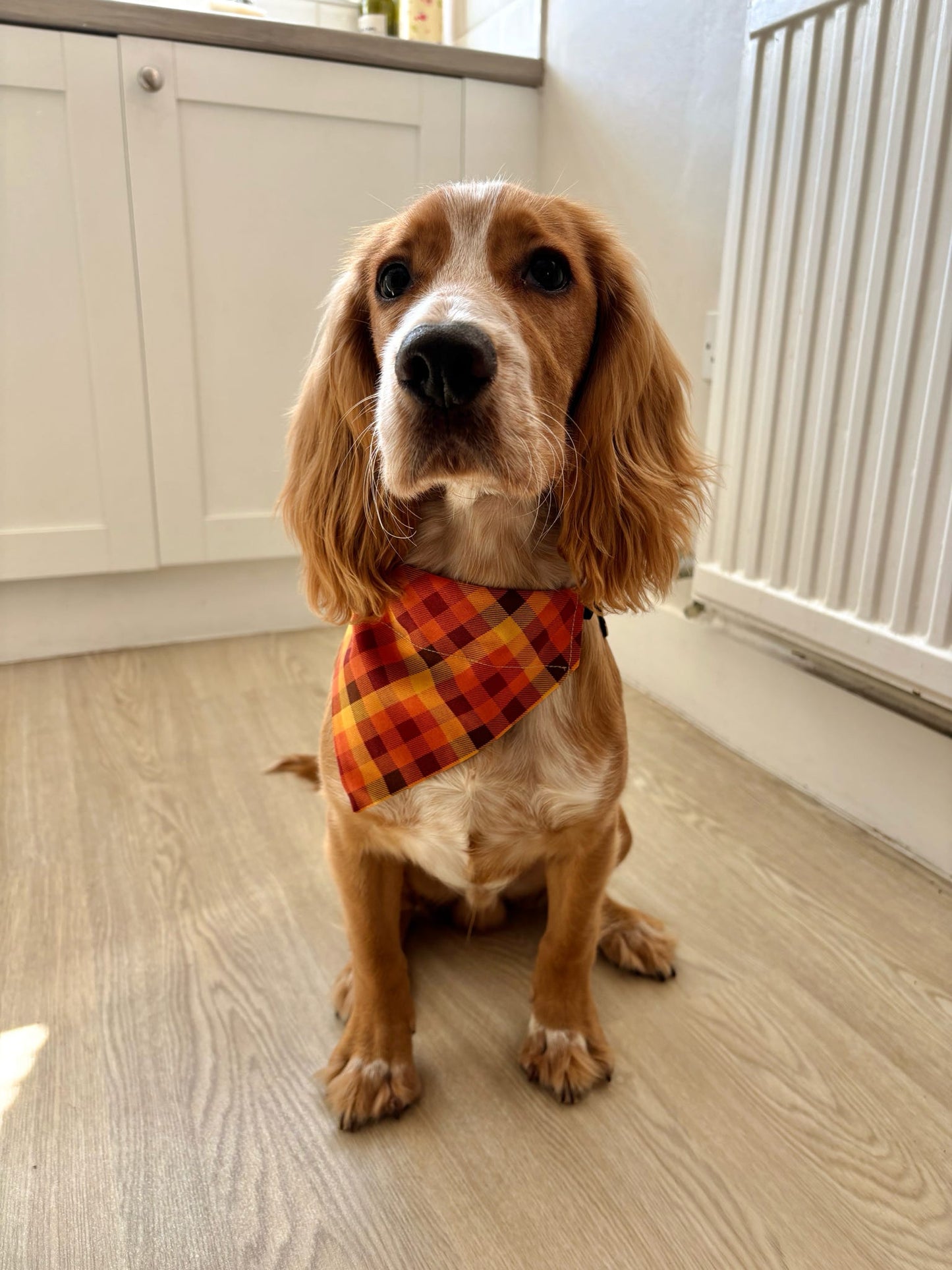 Sunset Haze Pet Bandana