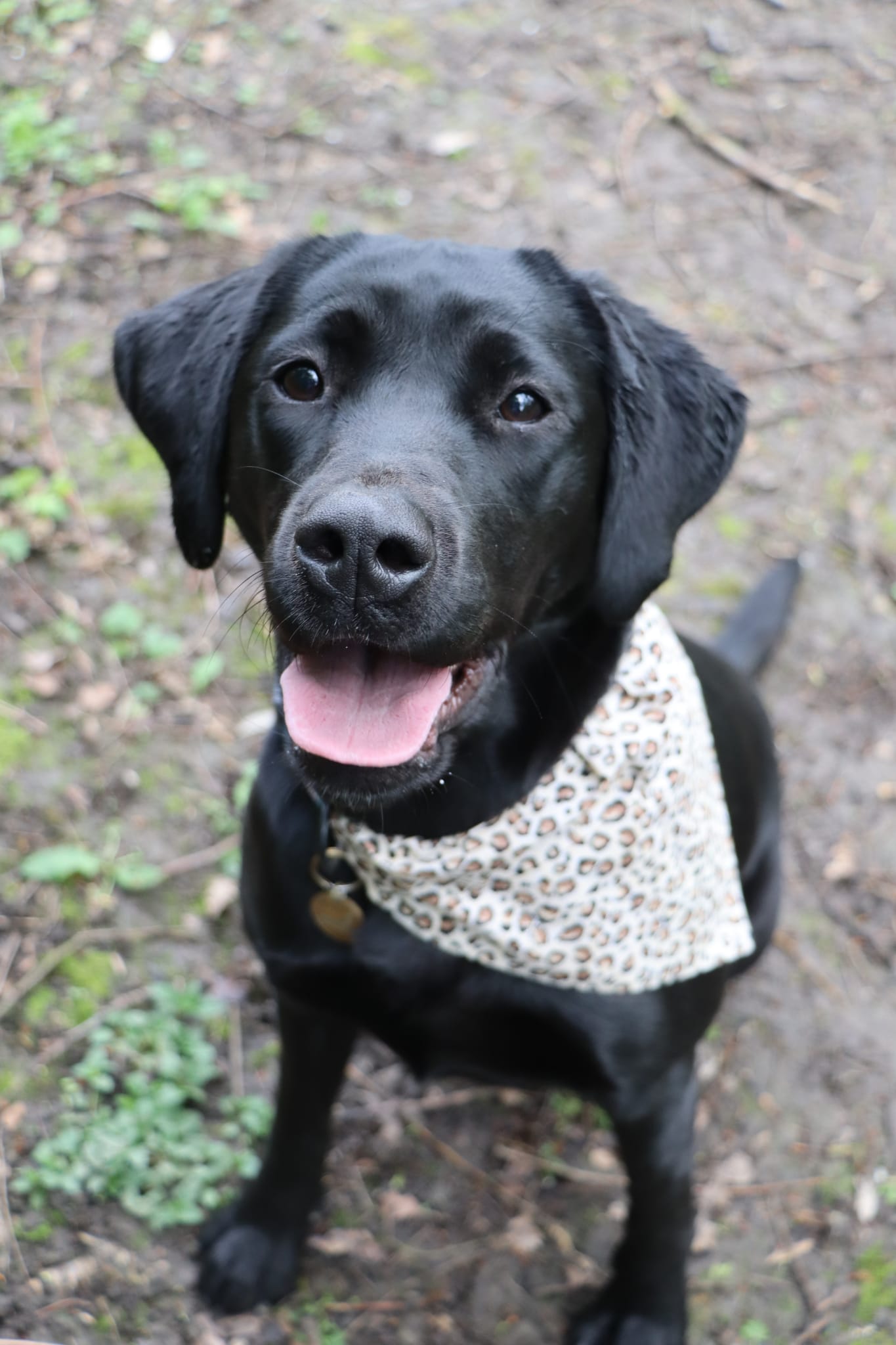 ‘Going Wild’ Pet Bandana