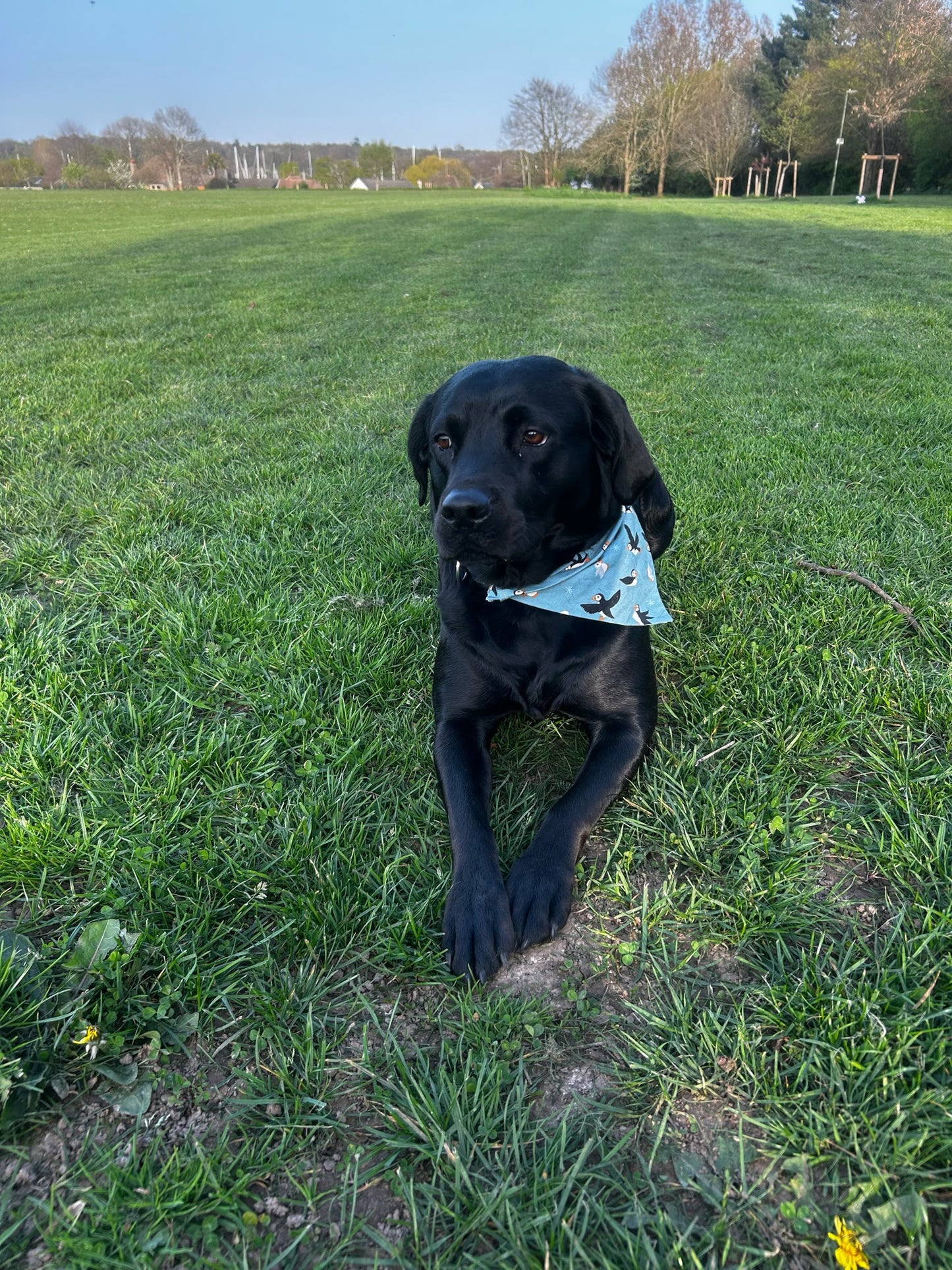 ‘Puffin Love’ Pet Bandana