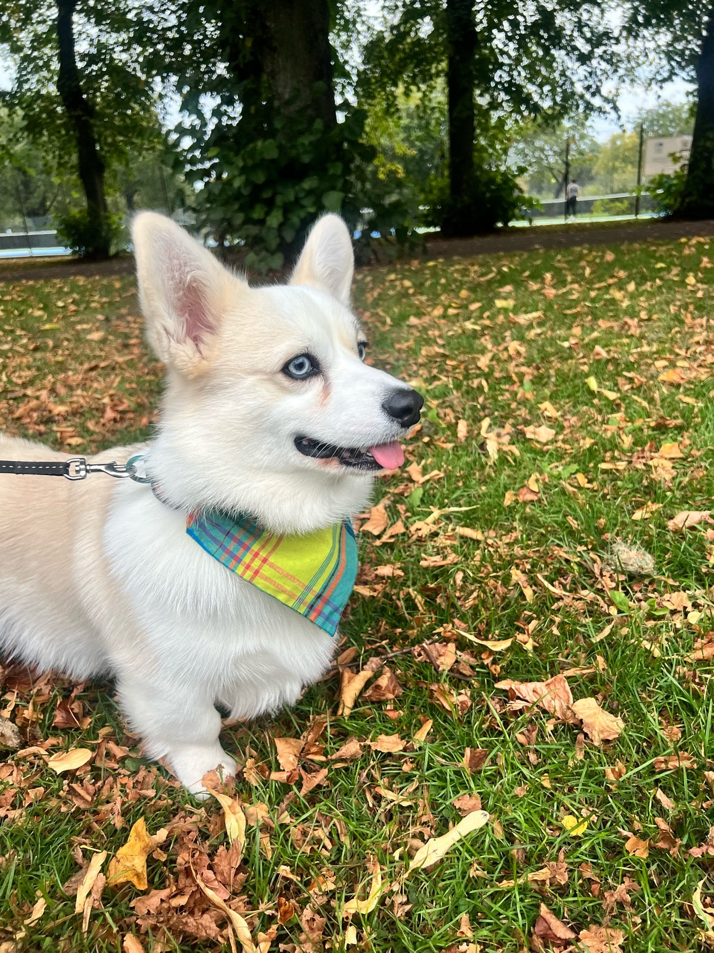 ‘Ocean Mist’ Tartan Pet Bandana
