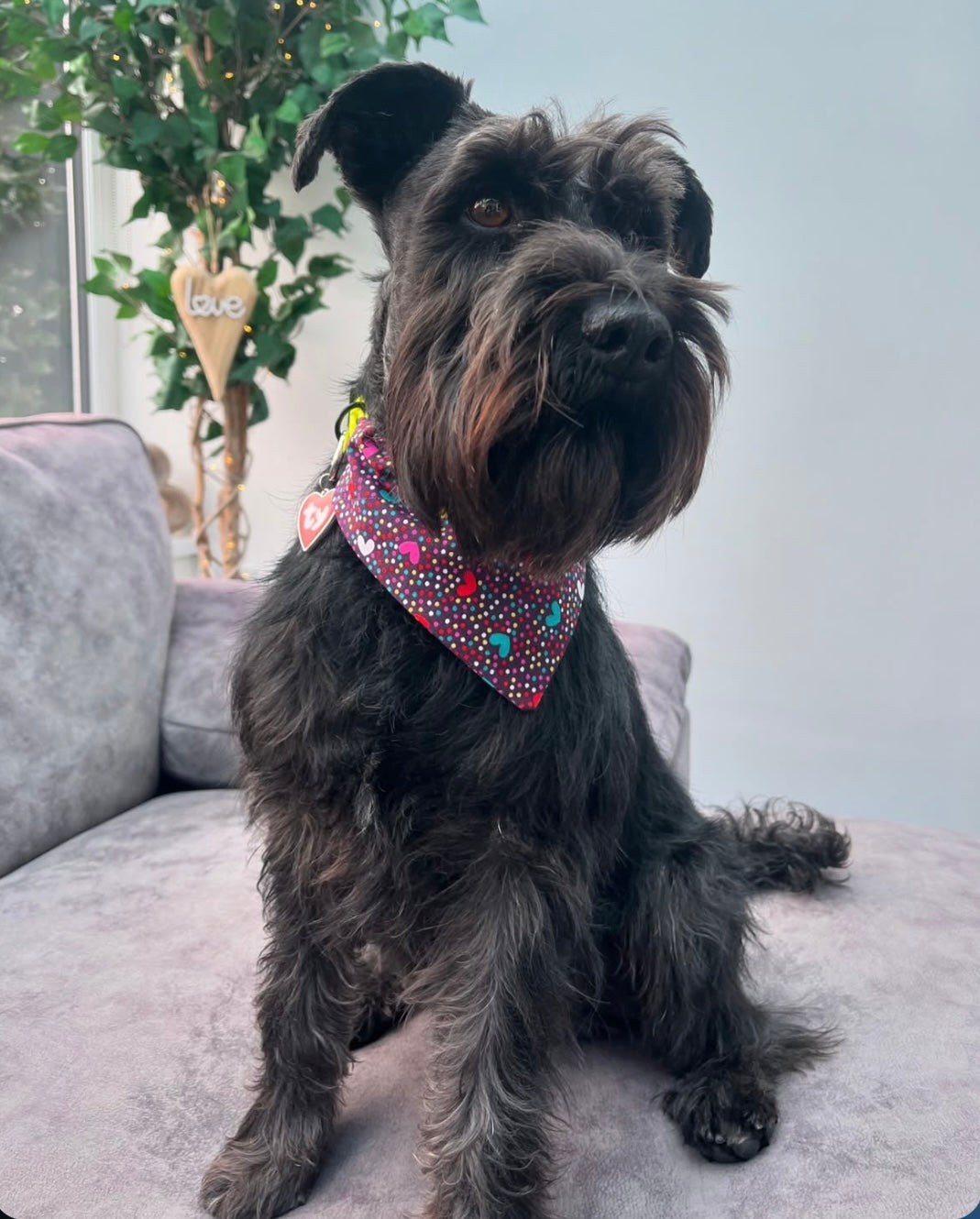 ‘Dotty About You’ Pet Bandana