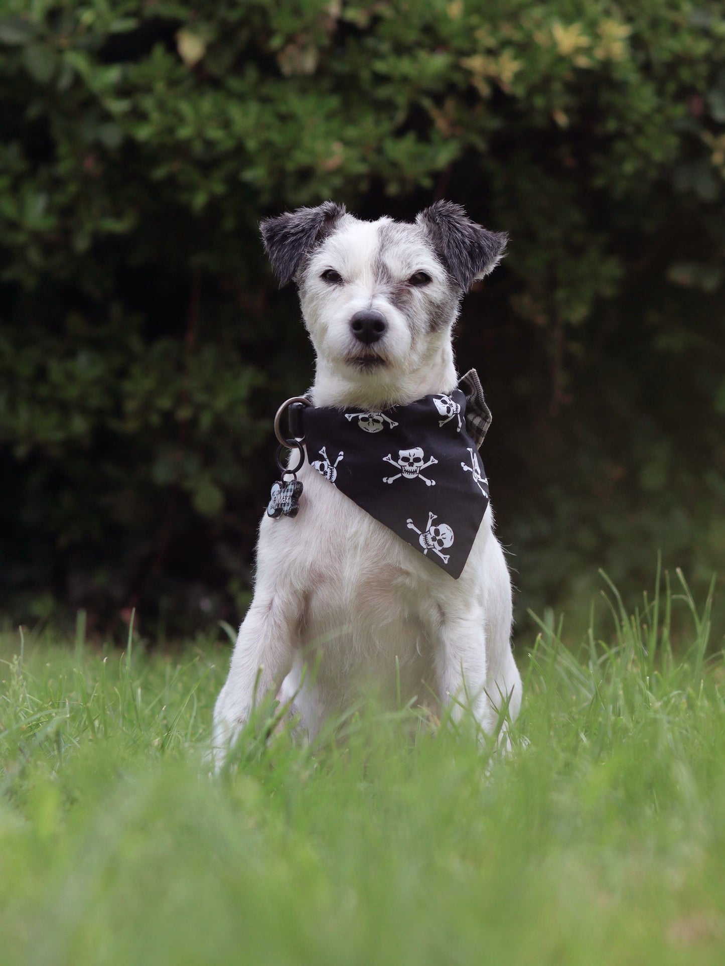 Skull & Crossbones Dog Bandana / Cat Bandana ☠️