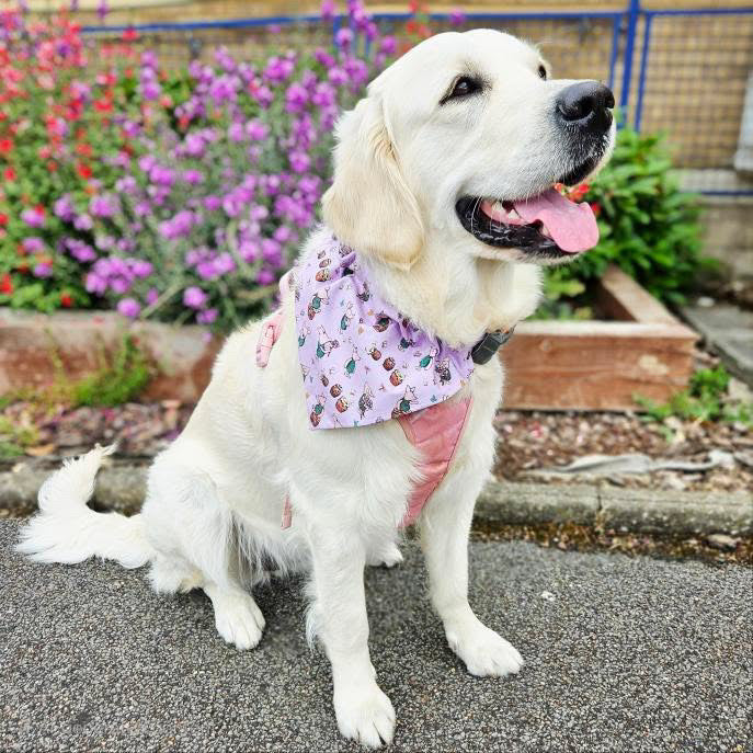 ‘Piglet’ Pet Bandana