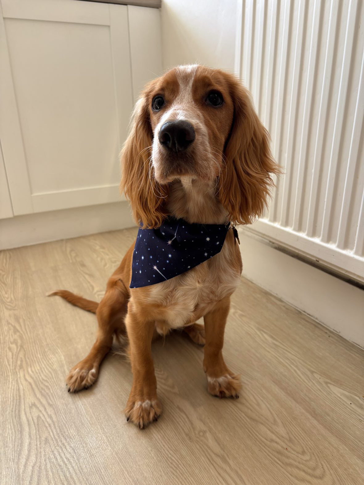‘Sky Full Of Stars’ Pet Bandana