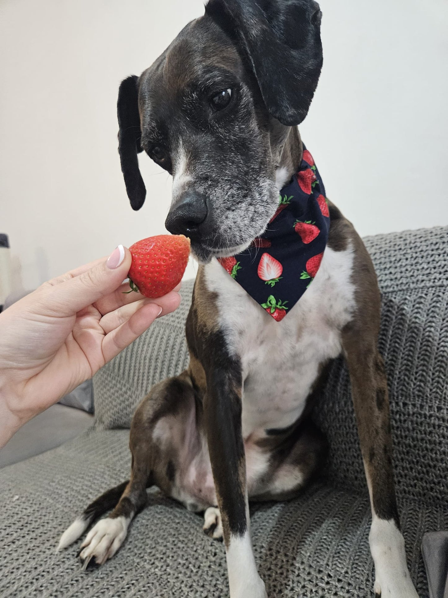 ‘Berry Sweet’ Pet Bandana