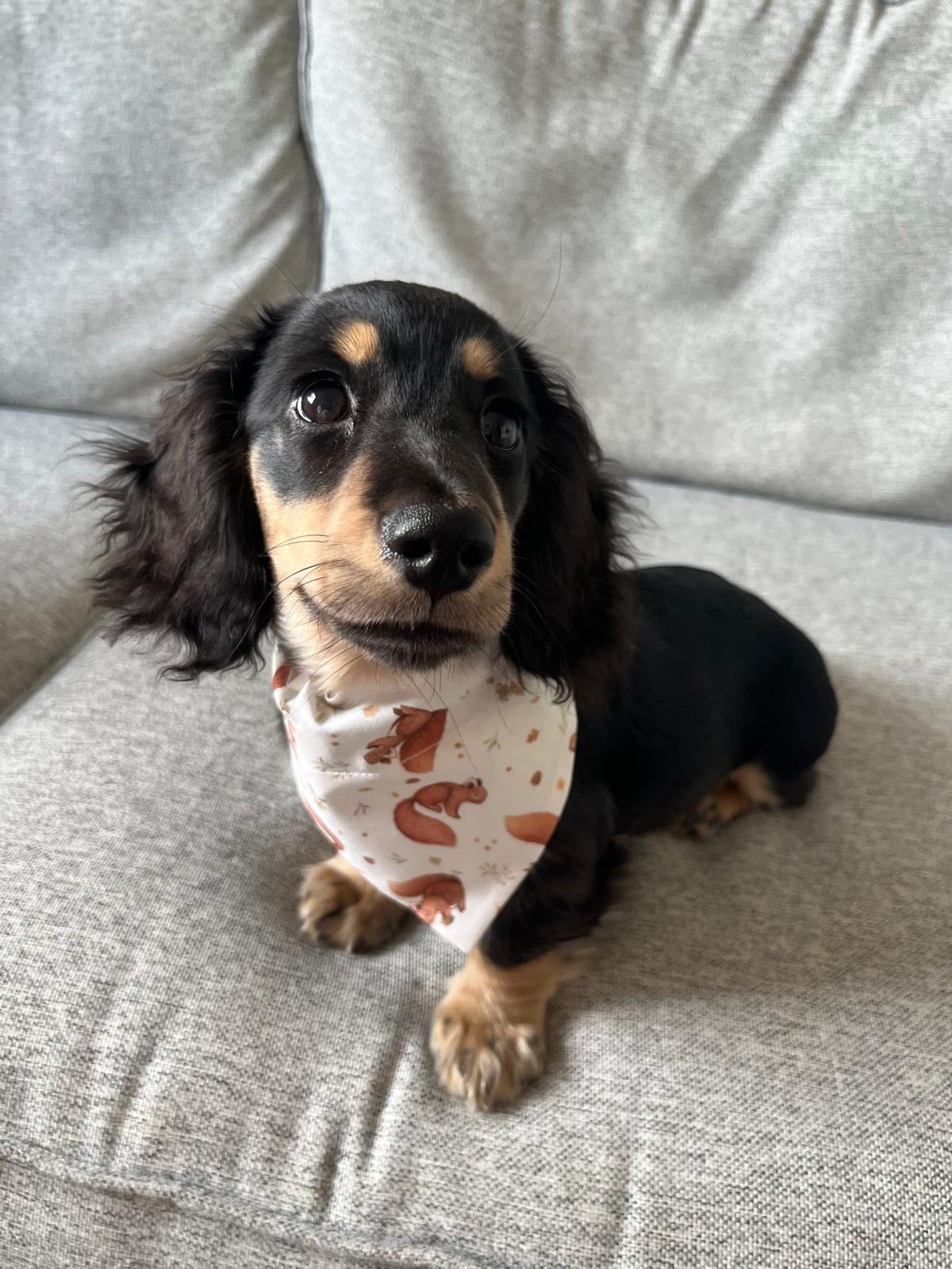 ‘Squirrel Patrol’ Dog Bandana/Cat Bandana