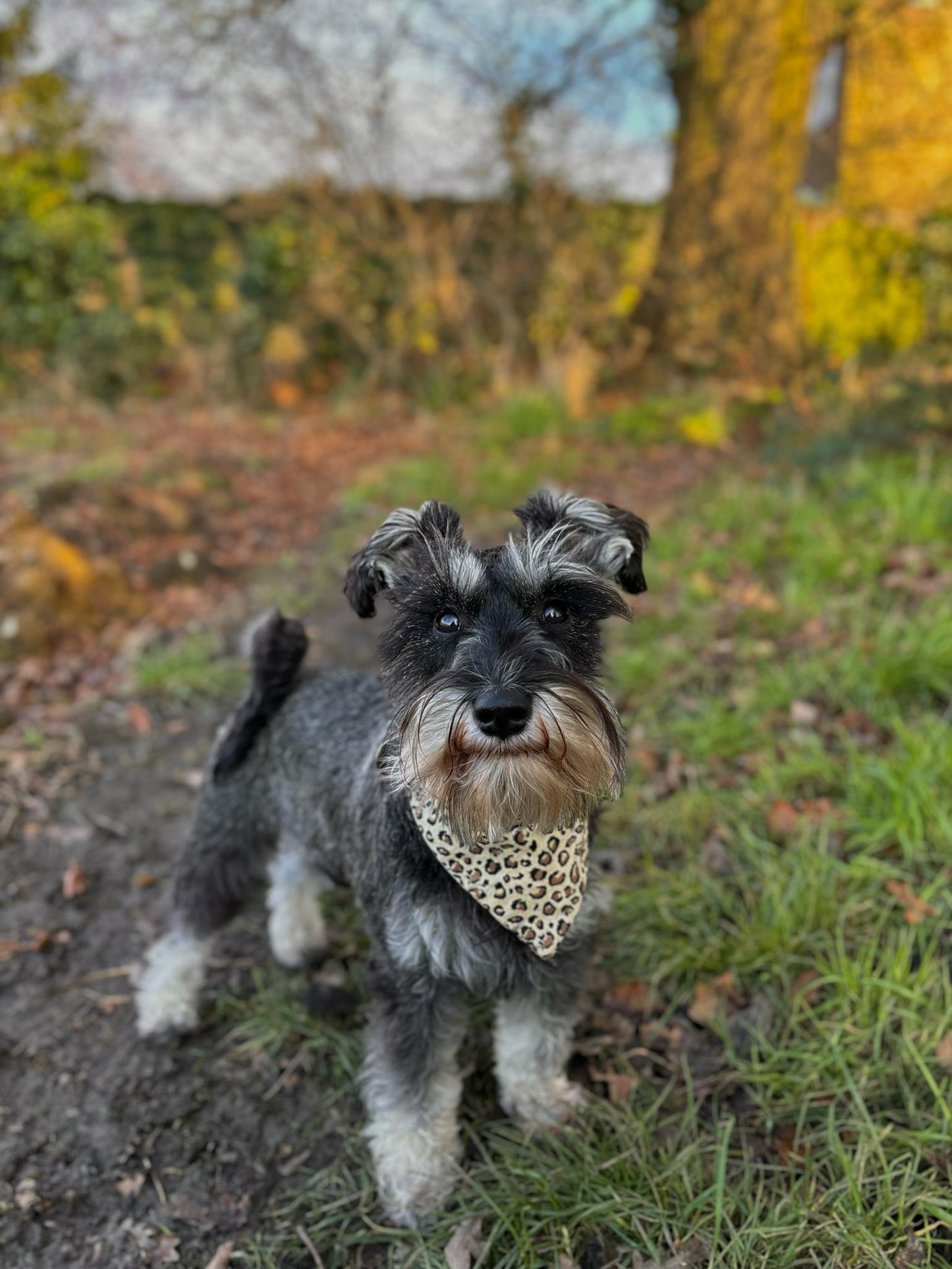 ‘Going Wild’ Pet Bandana