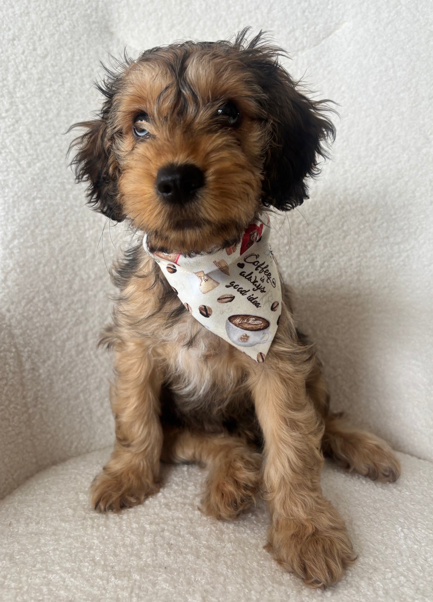 ‘Espresso Yourself’ Pet Bandana