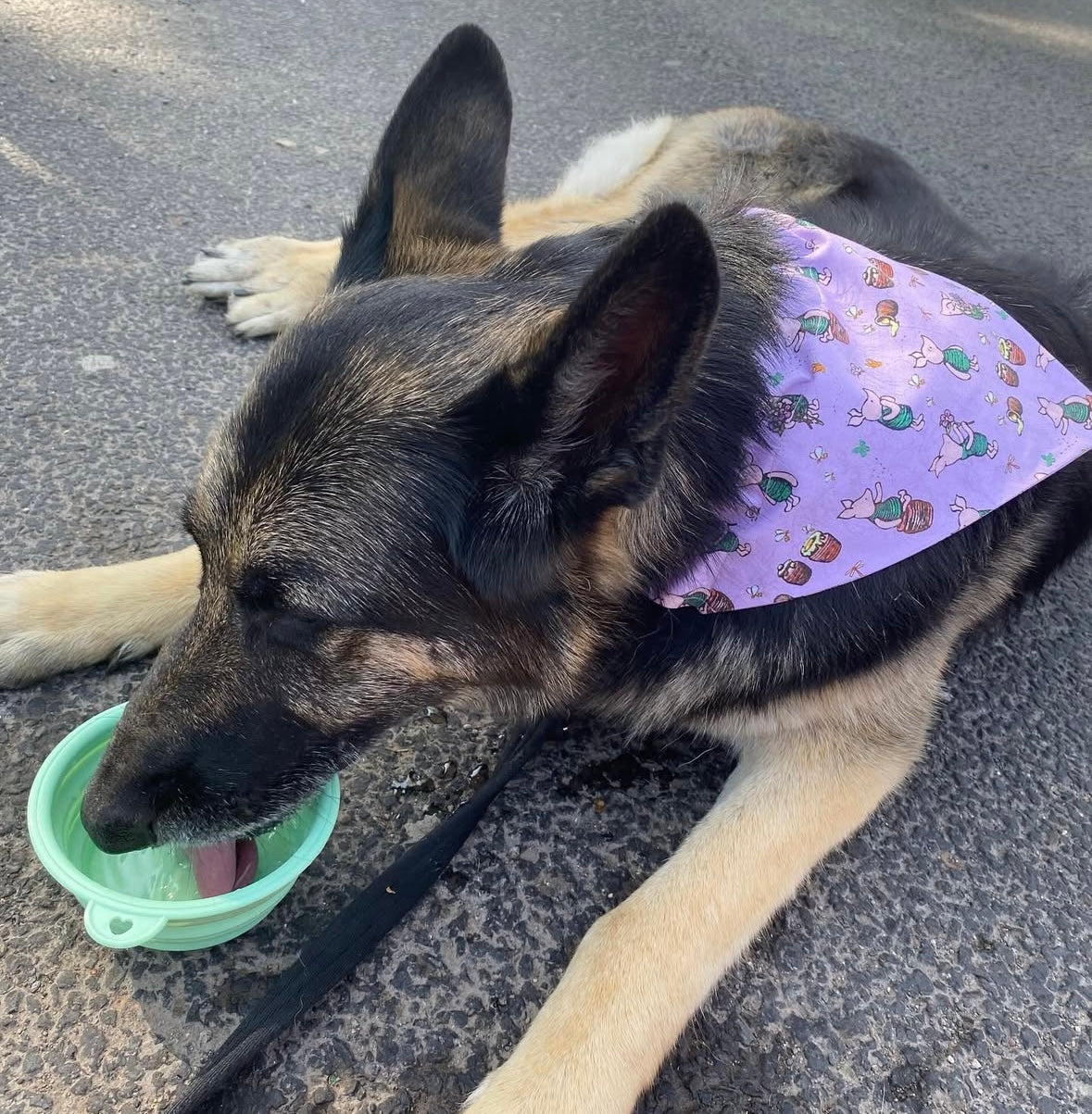 Collapsible Pet Bowl