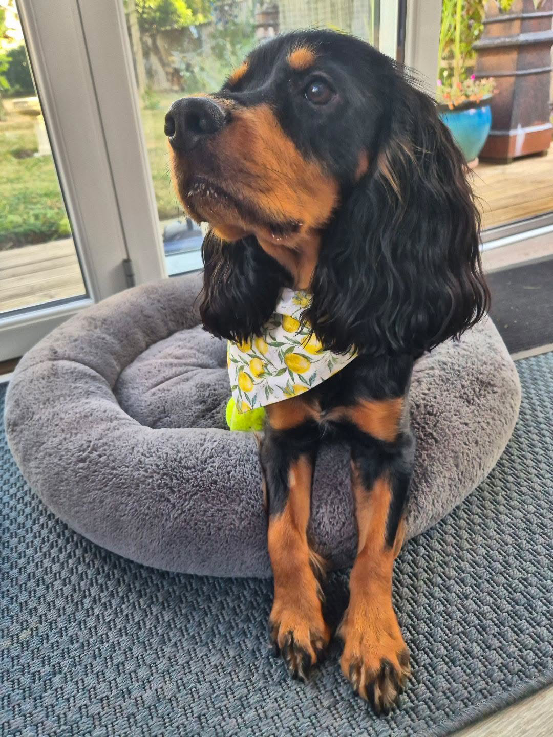 Amalfi Lemon 🍋 Dog Bandana / Cat Bandana