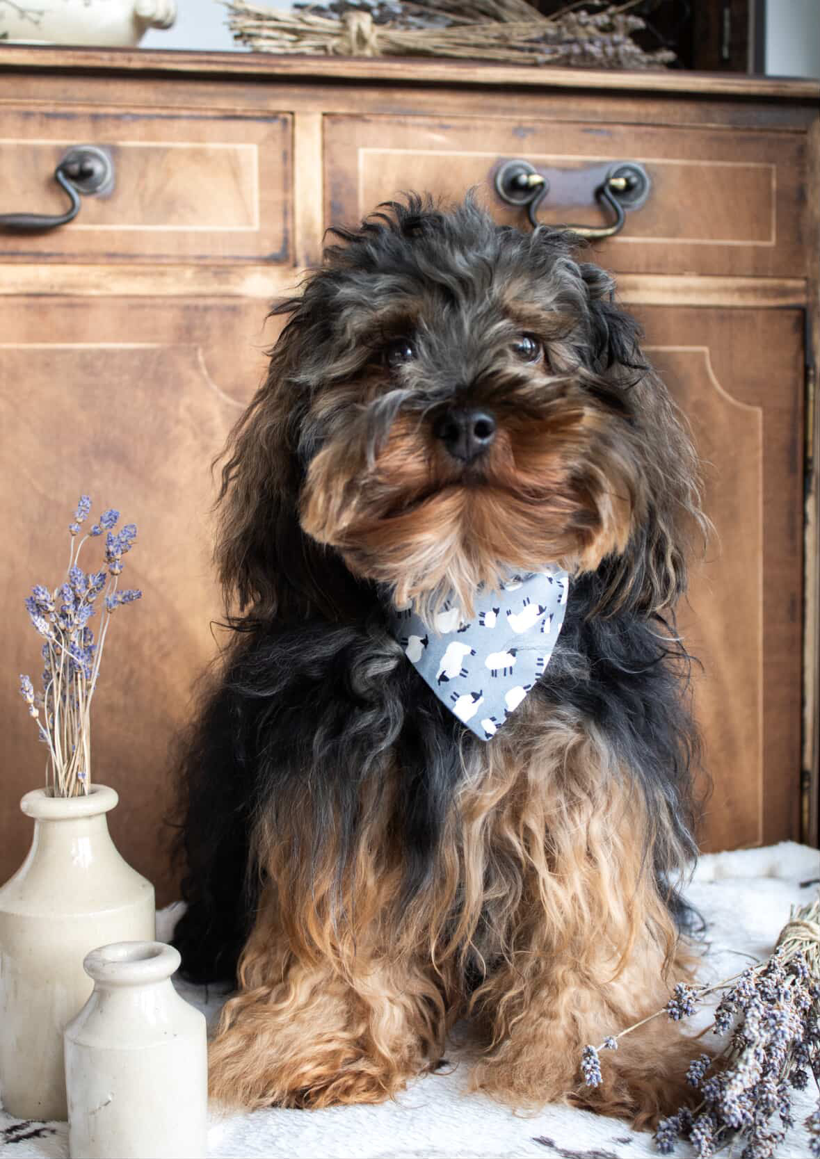 ‘Just For Ewe’ Pet Bandana