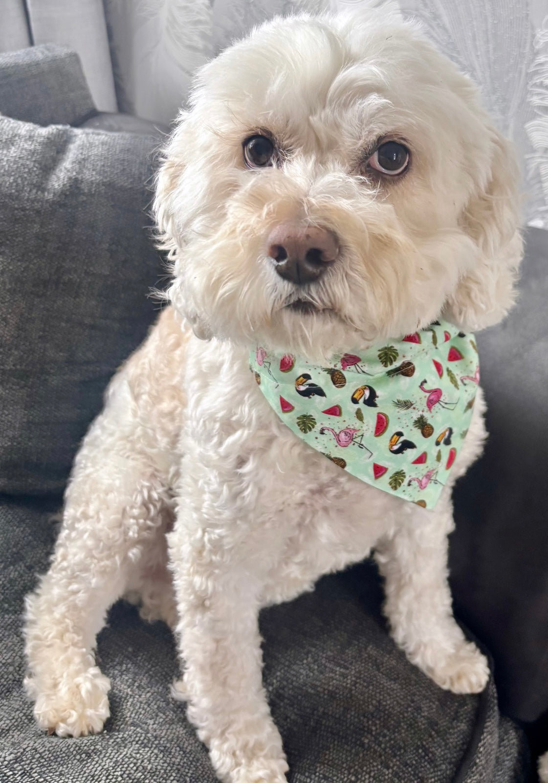 ‘Let’s Flamingo’ Pet Bandana