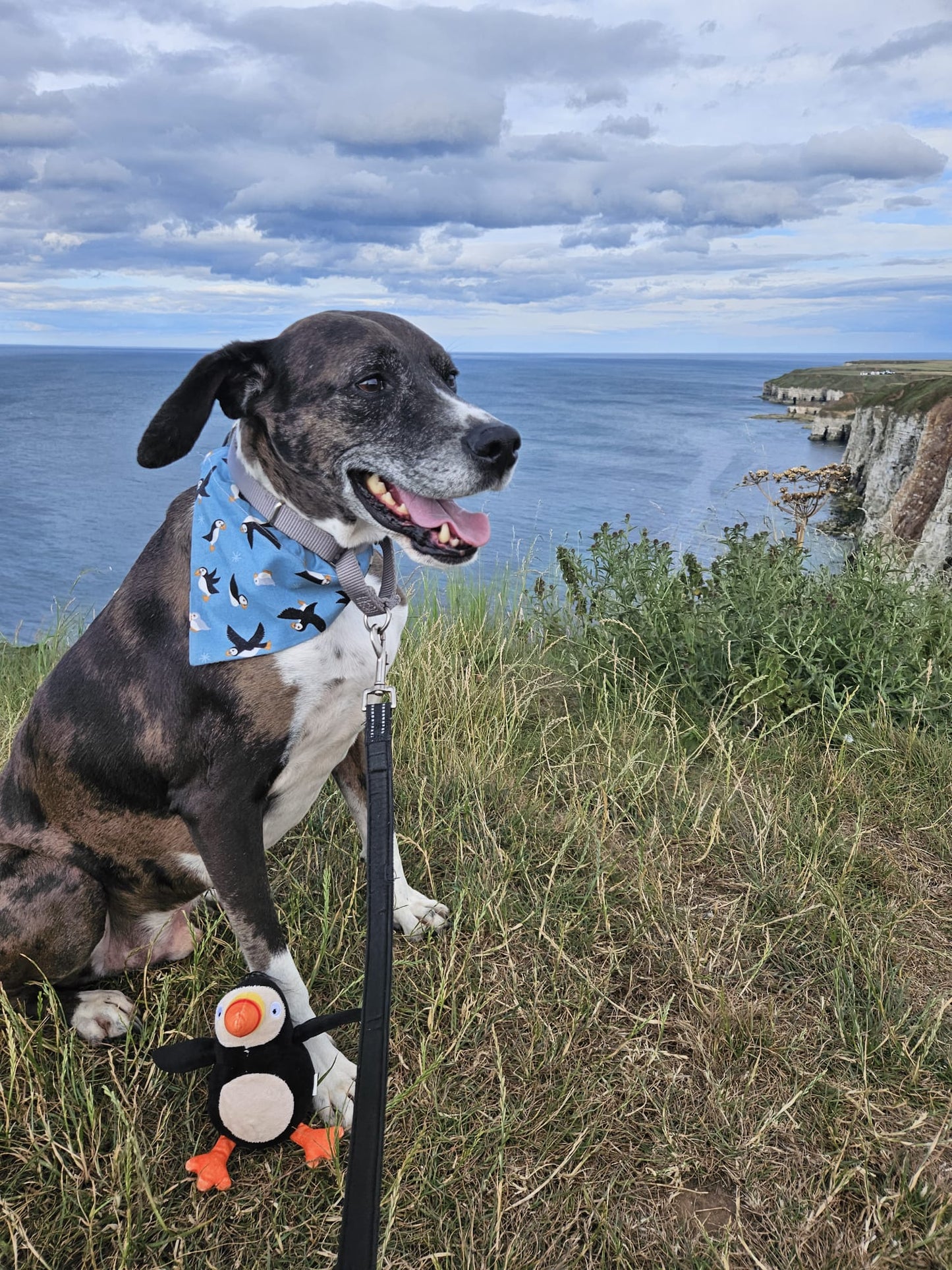 ‘Puffin Love’ Pet Bandana