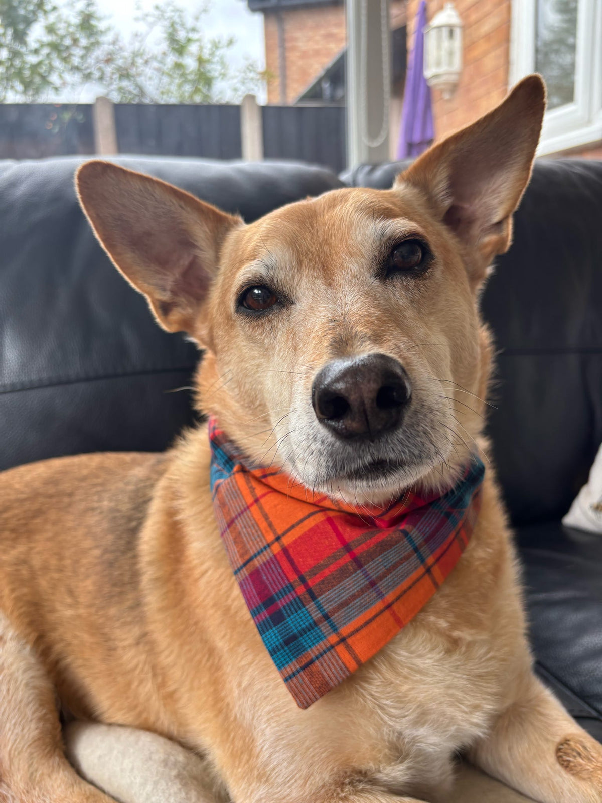 Autumn Aura Dog Bandana / Cat Bandana
