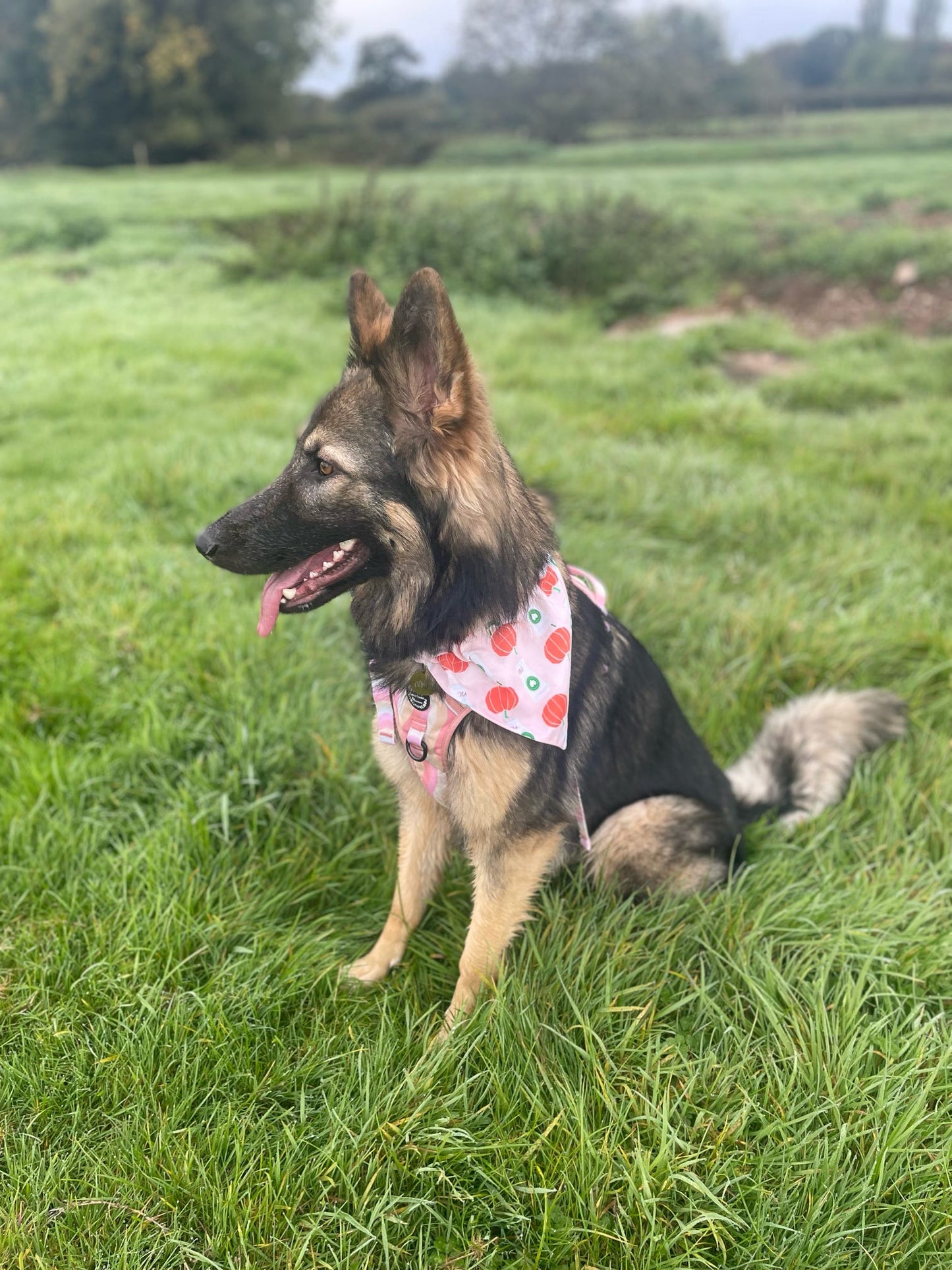 Pumpkin Latte Pet Bandana