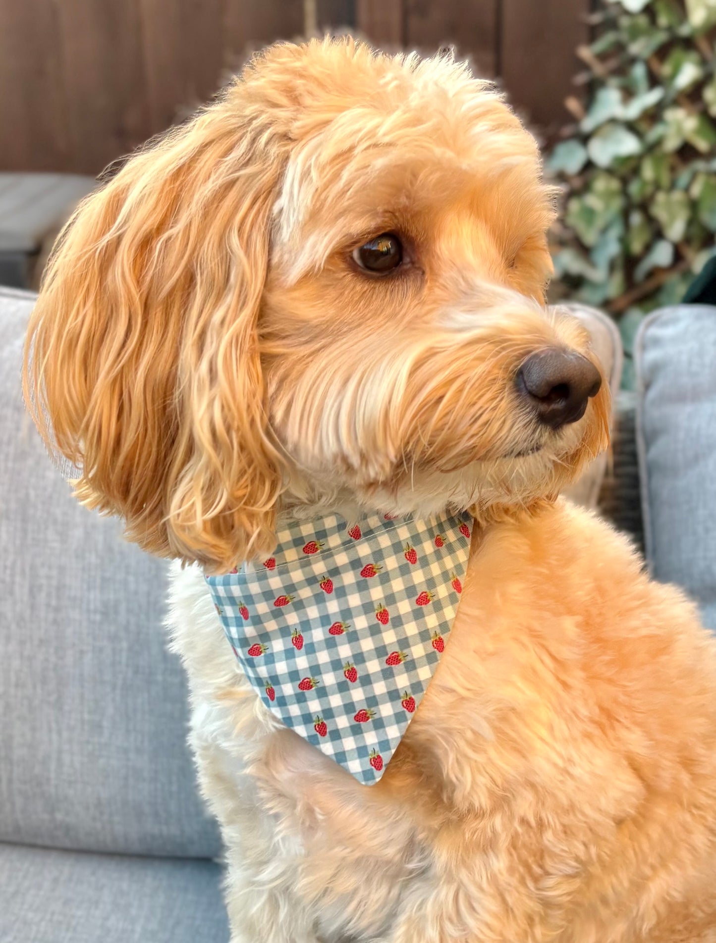 ‘Strawberry Picnic’ Pet Bandana