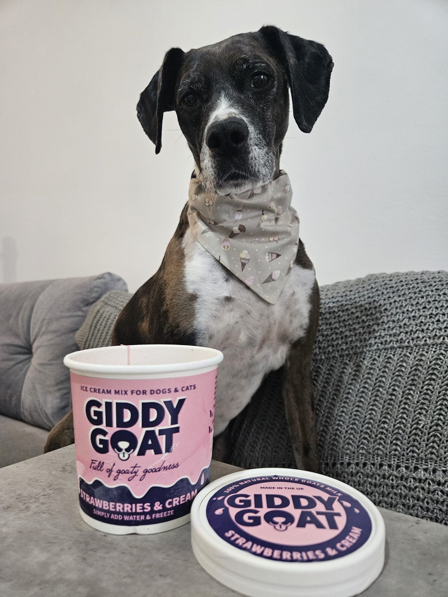 ‘Here’s The Scoop’ Pet Bandana