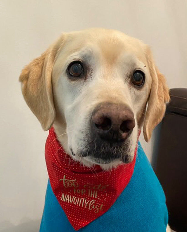 ‘Too Cute For The Naughty List’ Pet Bandana