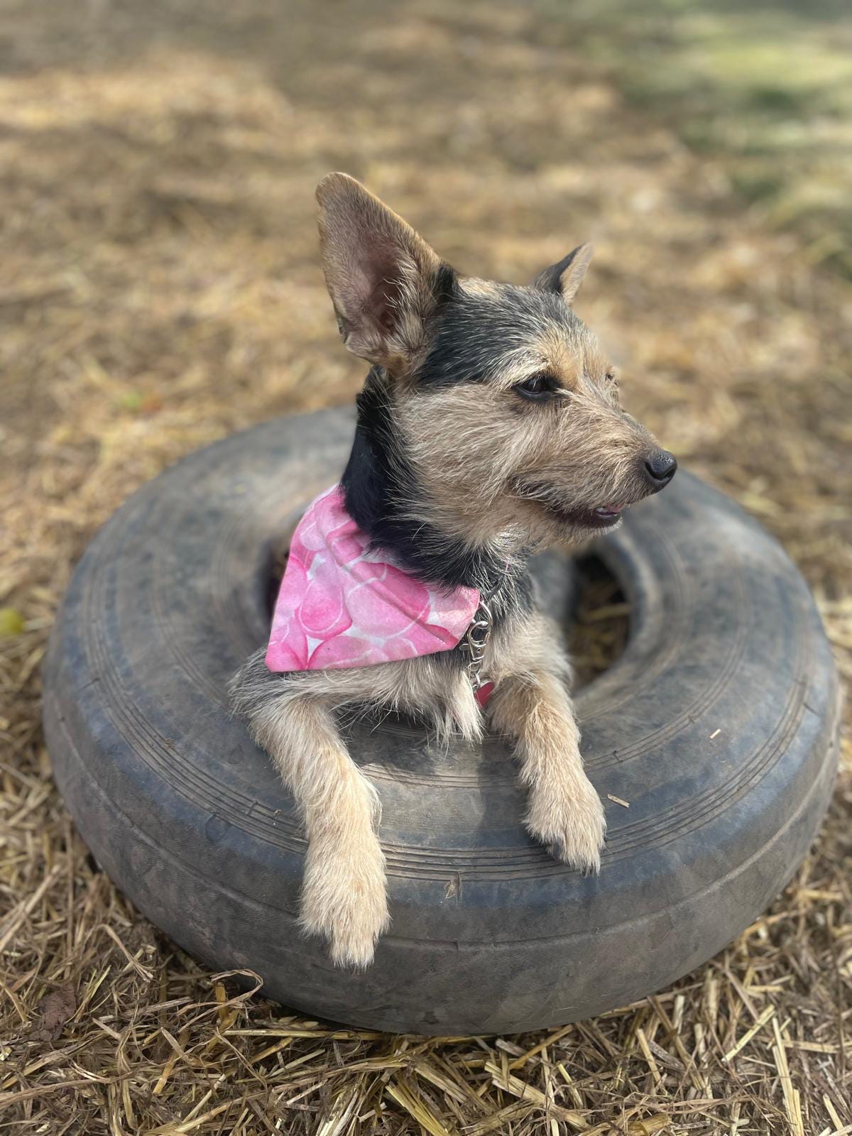 ‘So Fetch’ Pet Bandana