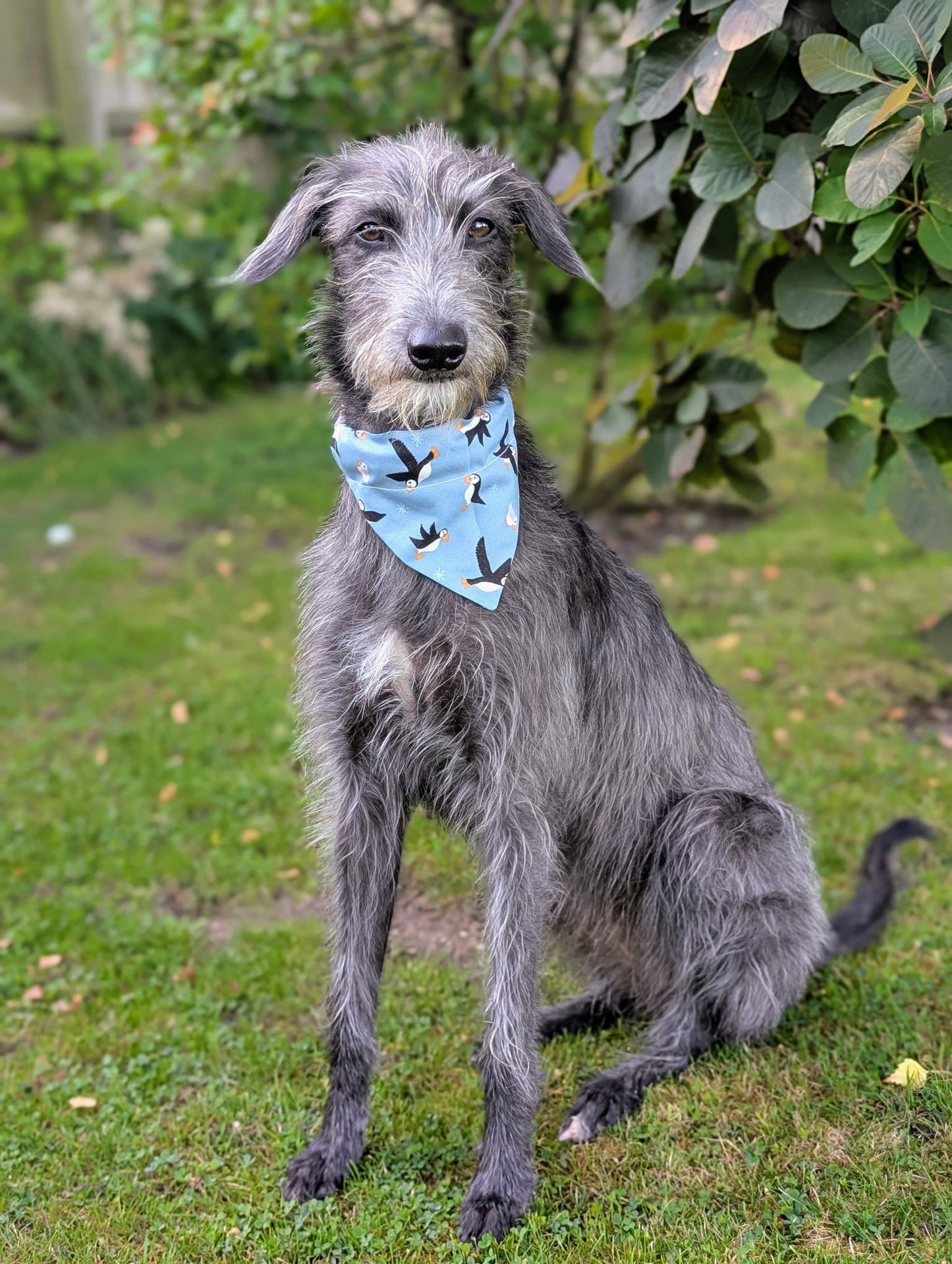 ‘Puffin Love’ Pet Bandana