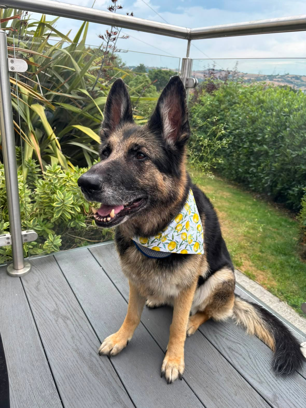Amalfi Lemon ๐ Dog Bandana / Cat Bandana