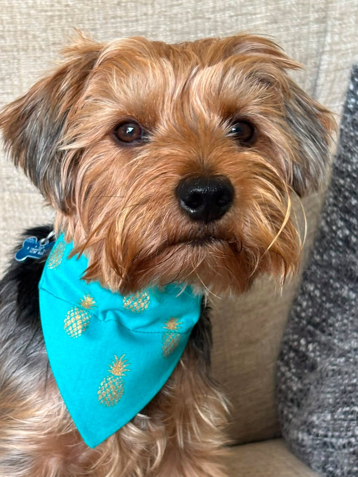 ‘Fine-Apple’ Pet Bandana