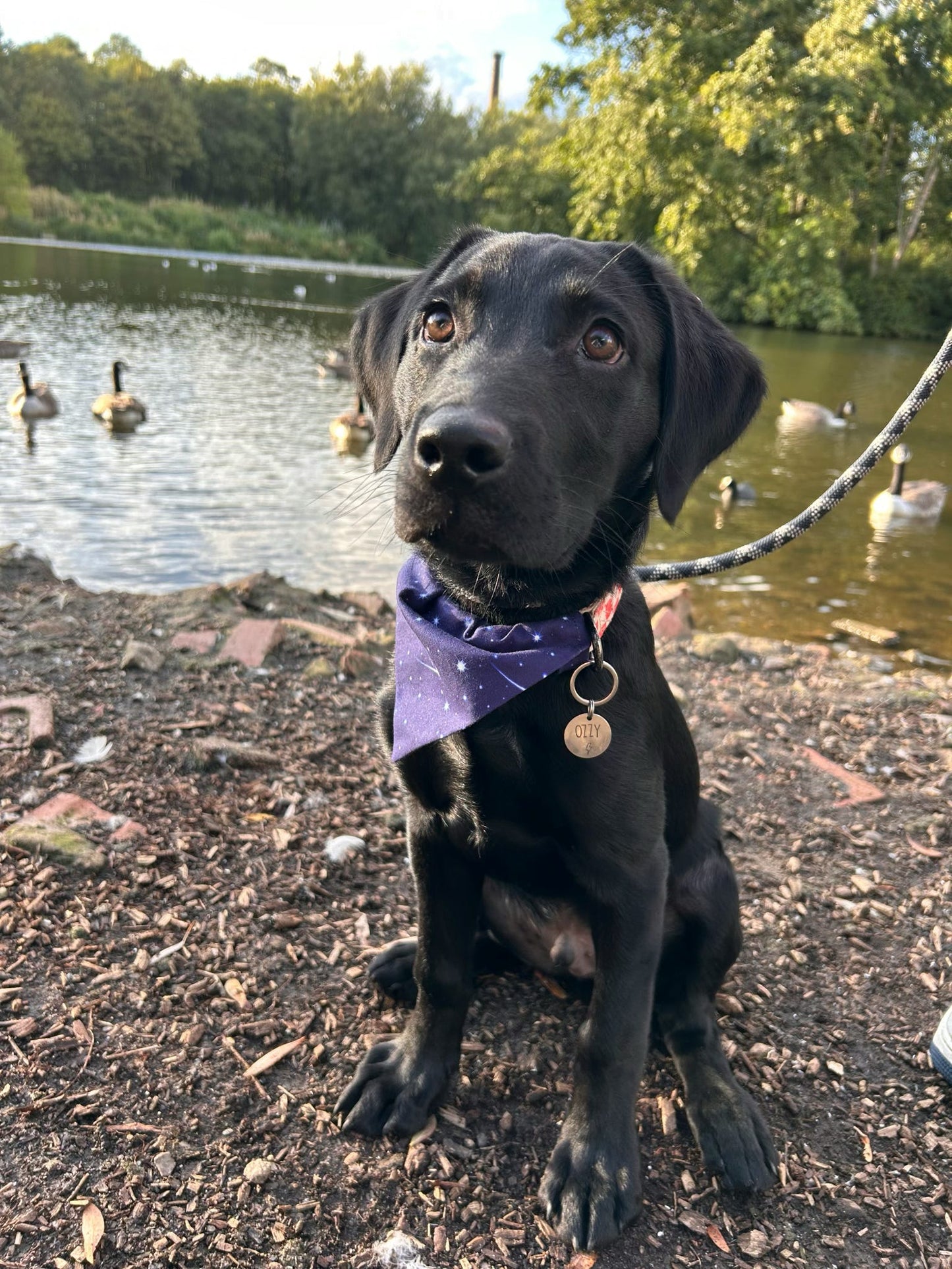 ‘Sky Full Of Stars’ Pet Bandana