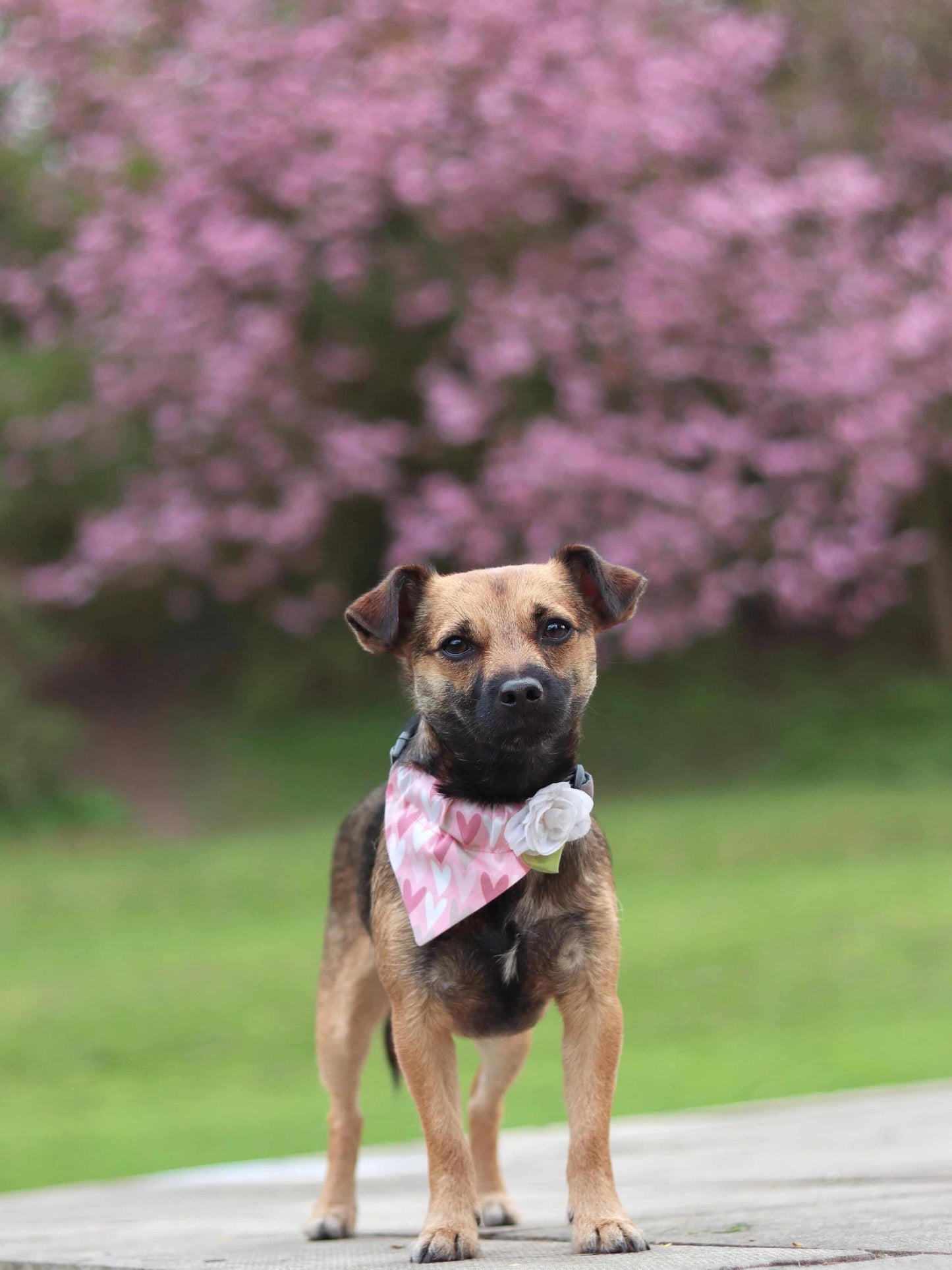 Follow Your Heart (Pink) Dog Bandana / Cat Bandana