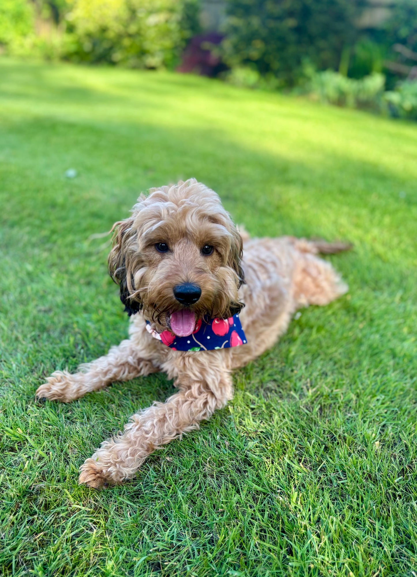 Cherry On Top Dog Bandana / Cat Bandana
