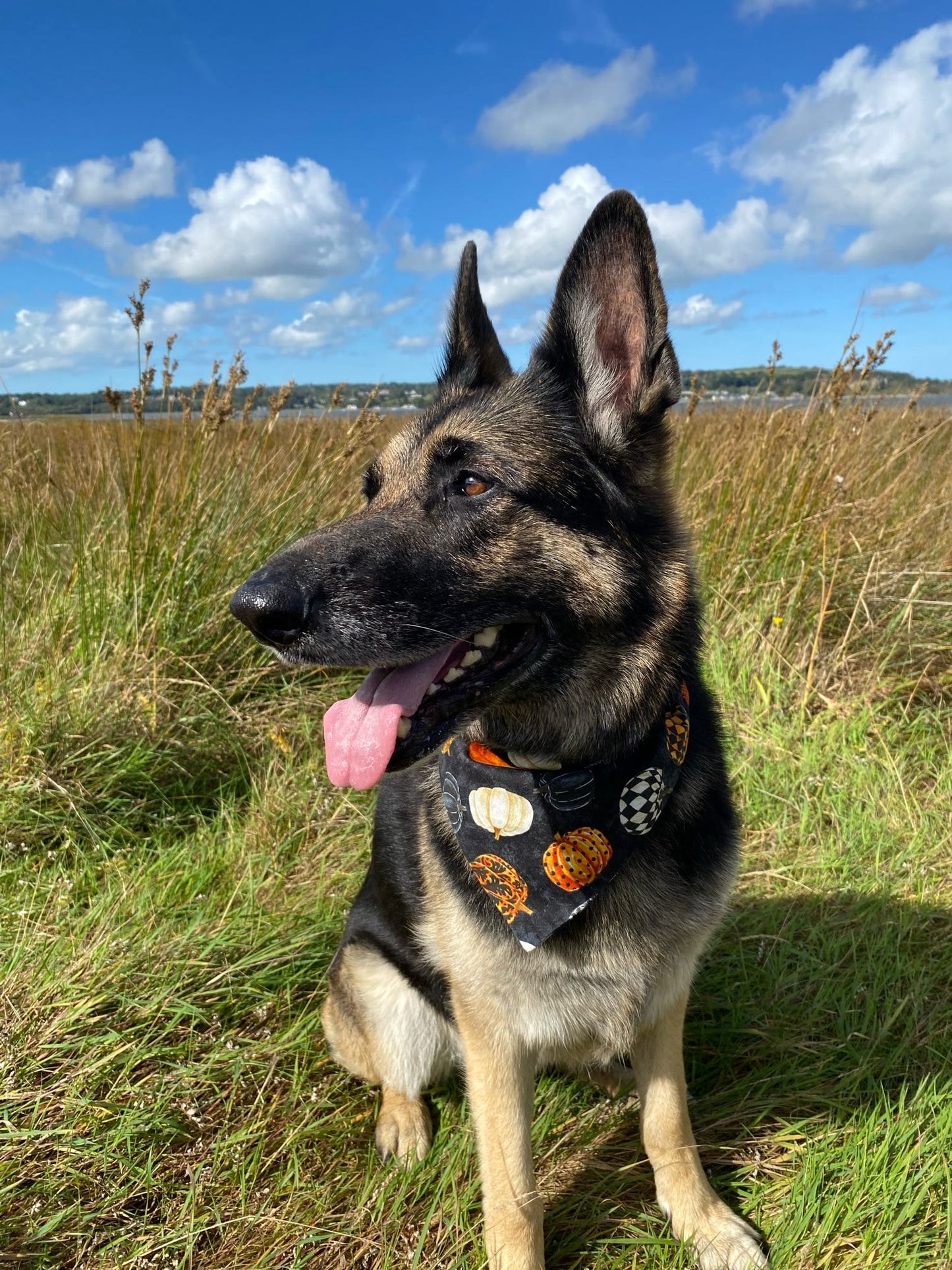 ‘Hello Pumpkin’ Pet Bandana