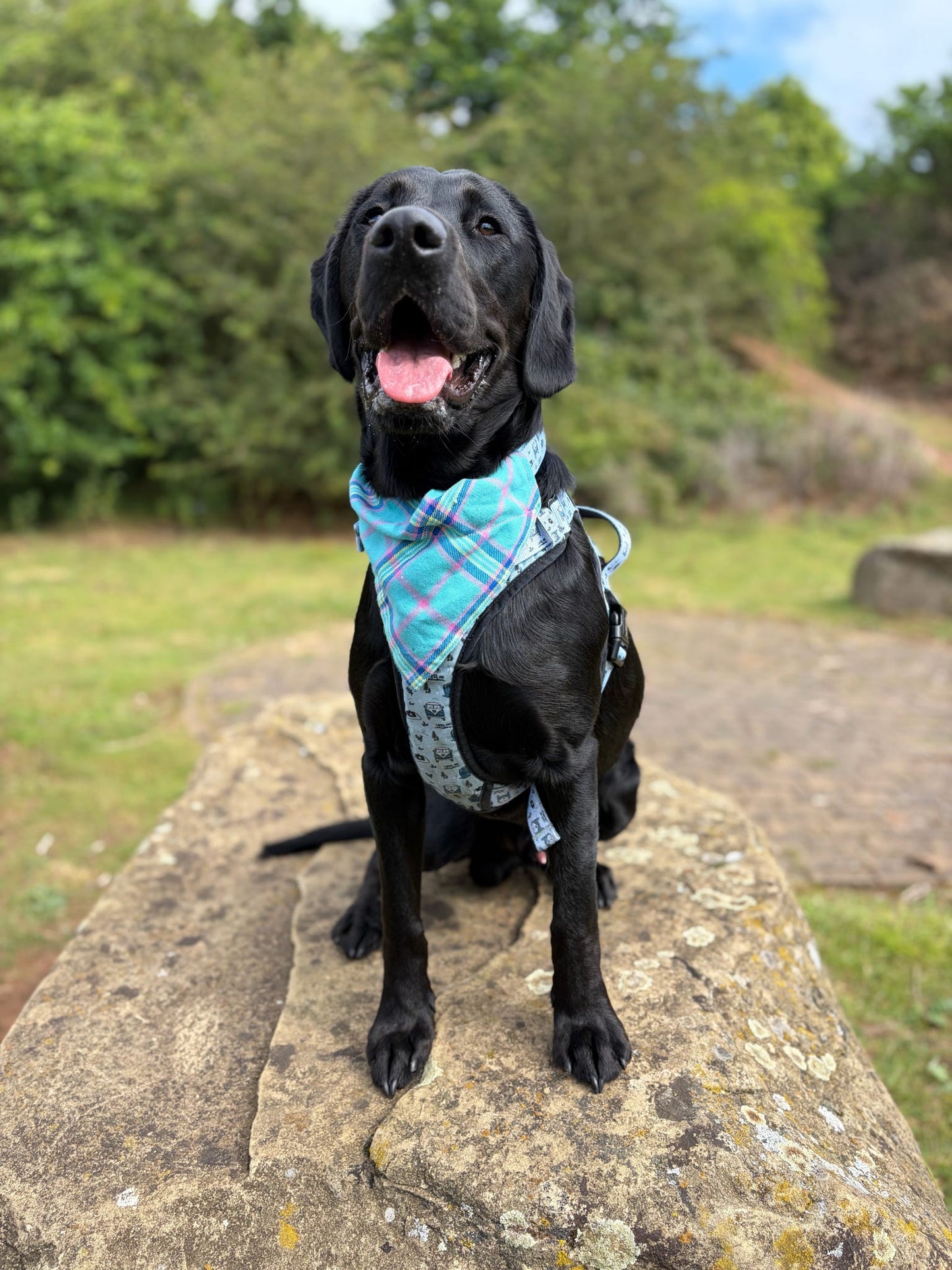 Capri Skies Tartan Dog Bandana / Cat Bandana