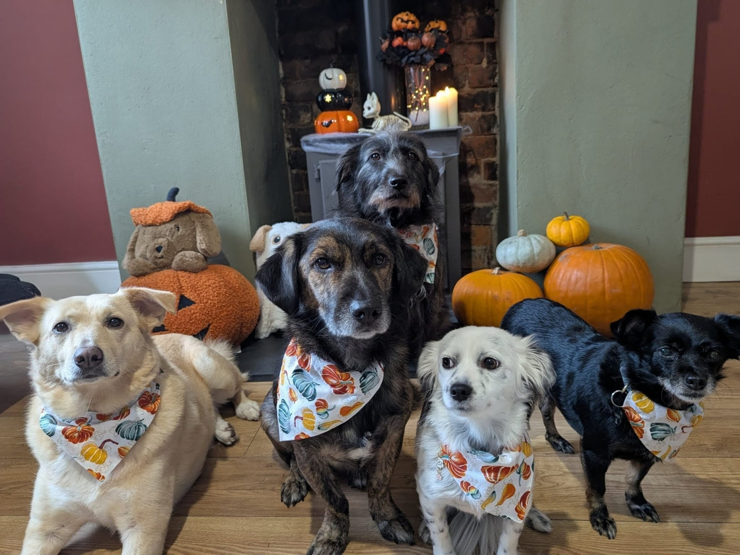 ‘Autumn Pumpkins’ Dog Bandana / Cat Bandana