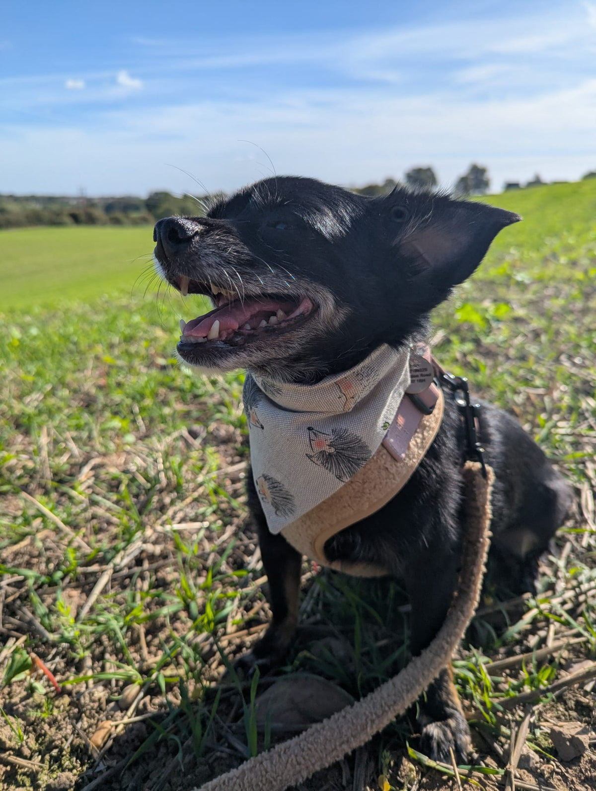 Hedgehog - Dog Bandana / Cat Bandana