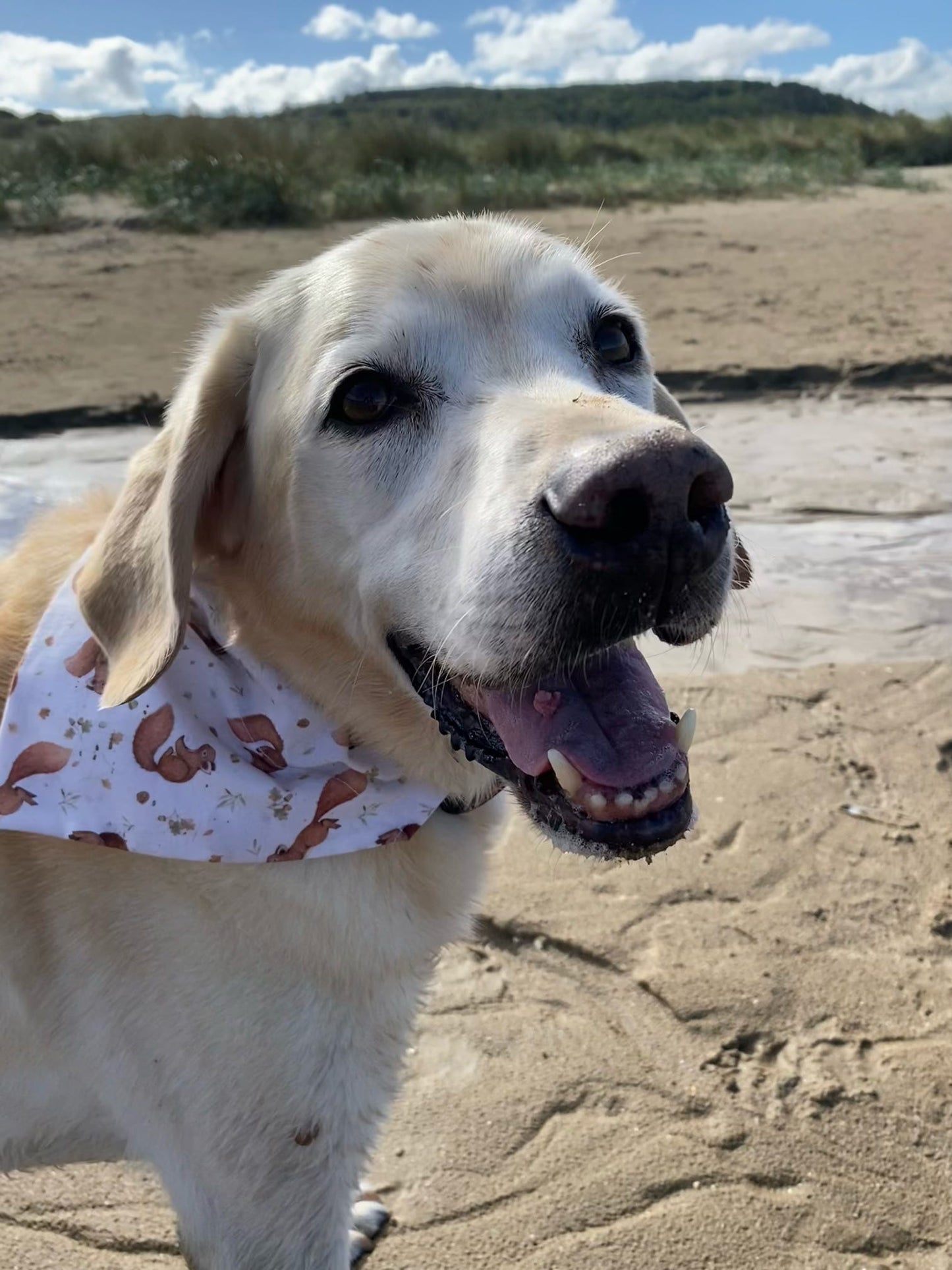 ‘Squirrel Patrol’ Dog Bandana/Cat Bandana