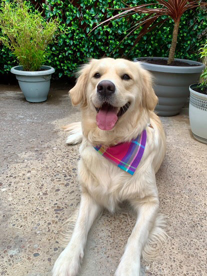 ‘Summer Blush’ Tartan Pet Bandana