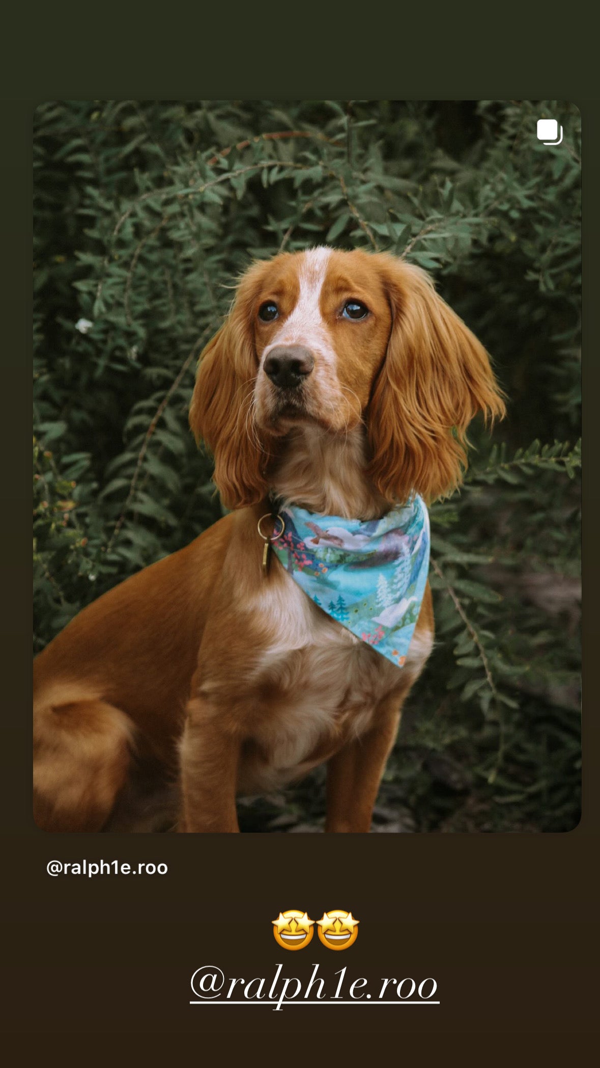 ‘Mountain Serenity’ Pet Bandana