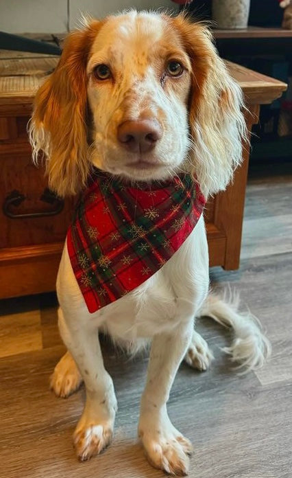 ‘Tartan-tastic’ Dog Bandana / Cat Bandana