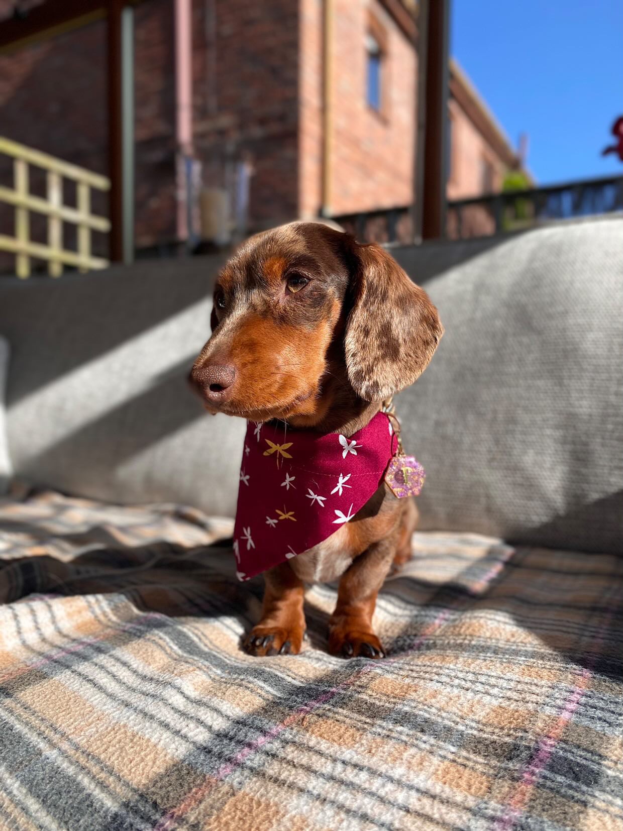 ‘Fly High’ Pet Bandana