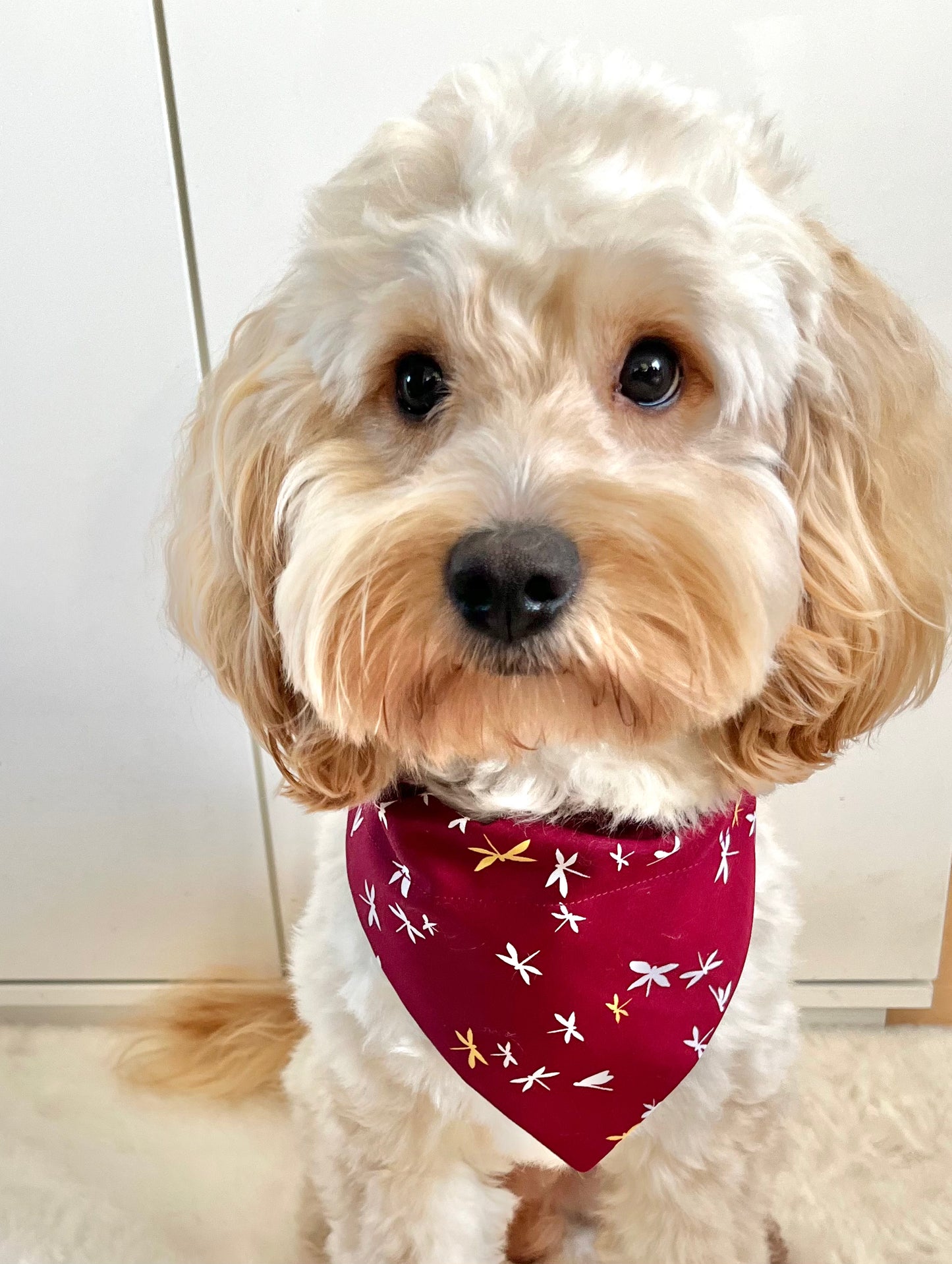 ‘Fly High’ Pet Bandana