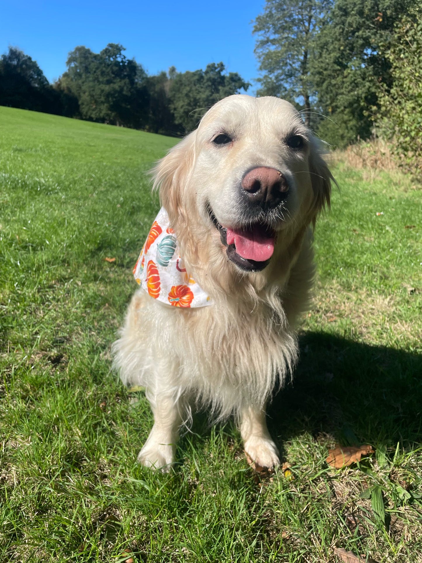 ‘Autumn Pumpkins’ Dog Bandana / Cat Bandana