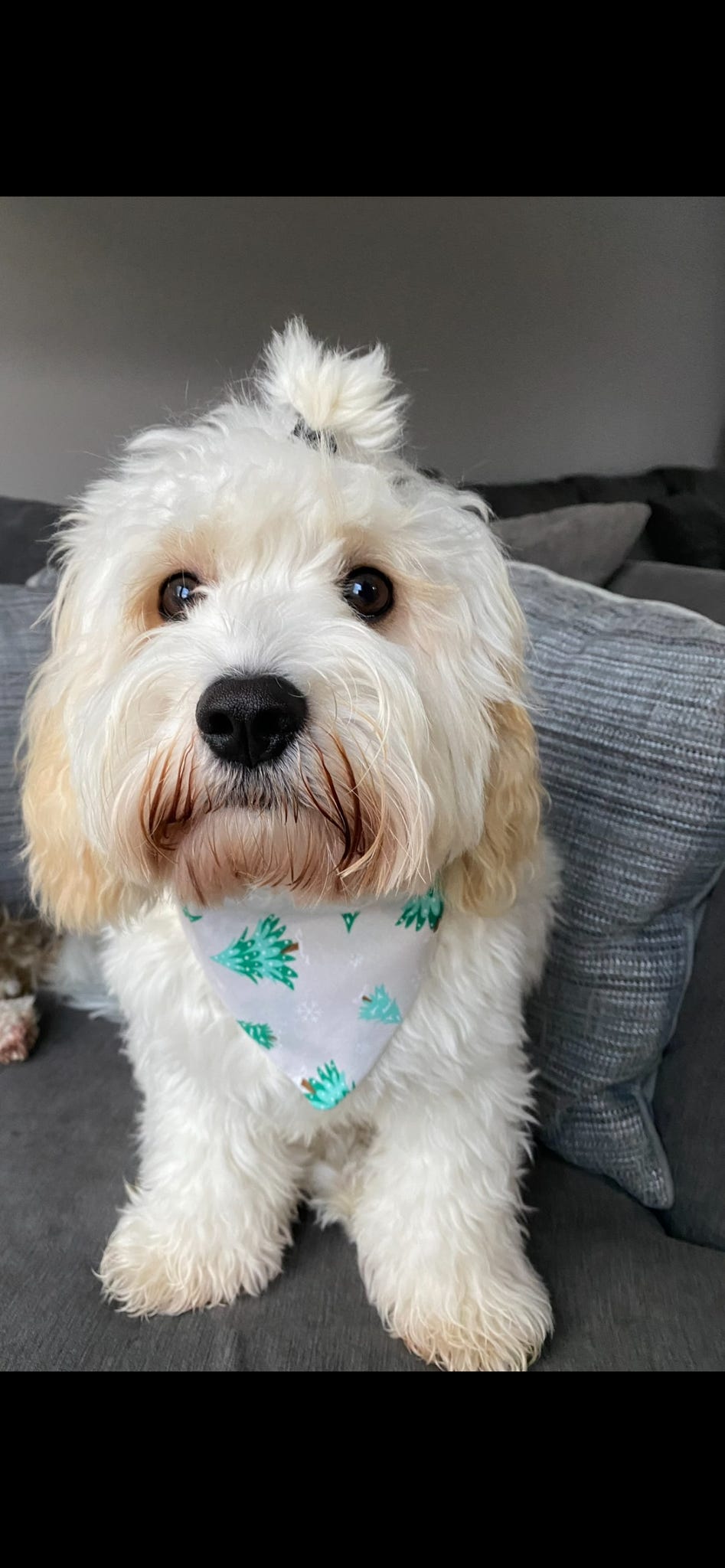 ‘Tree-mendous Christmas’ Dog Bandana