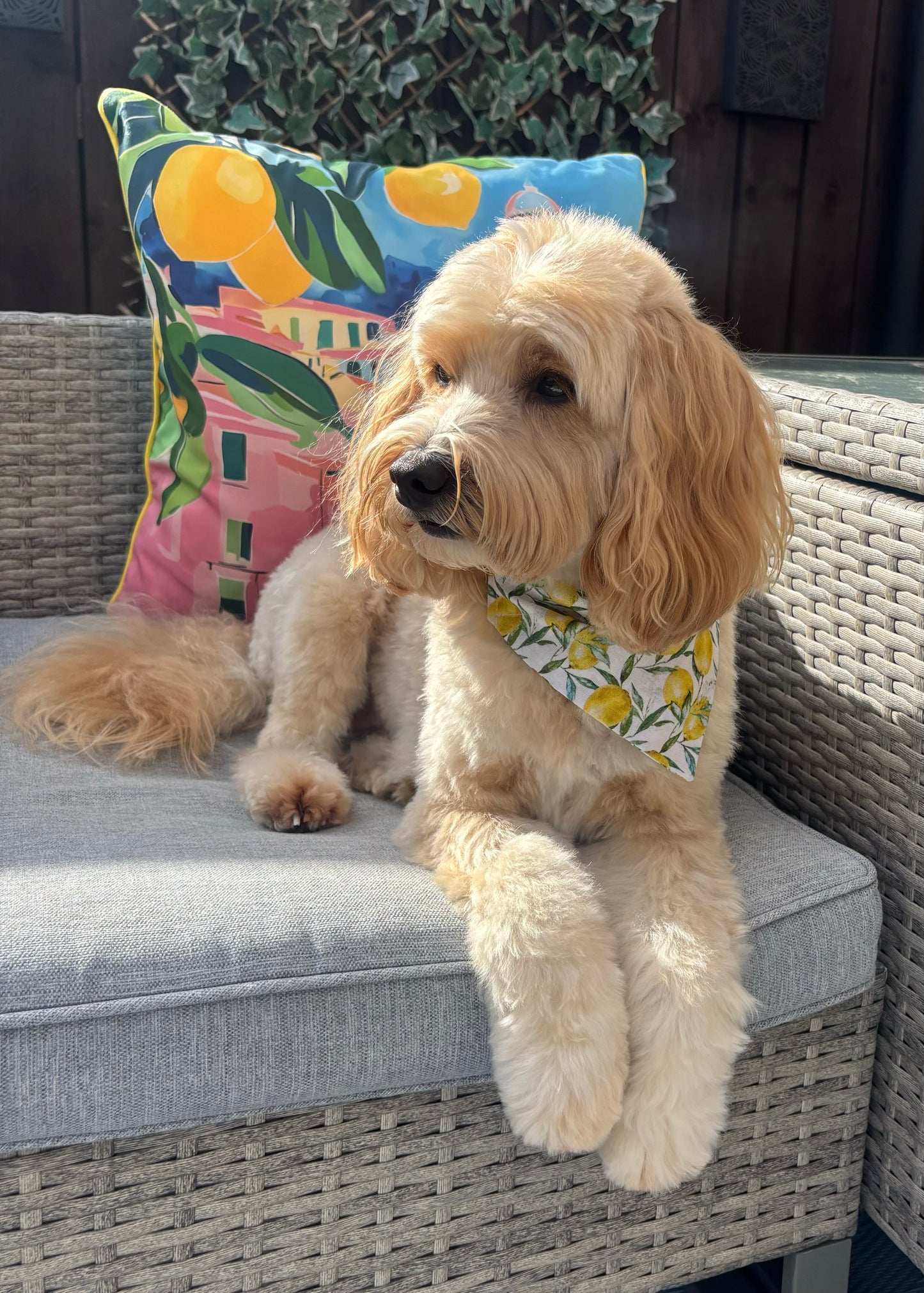 Amalfi Lemon 🍋 Dog Bandana / Cat Bandana