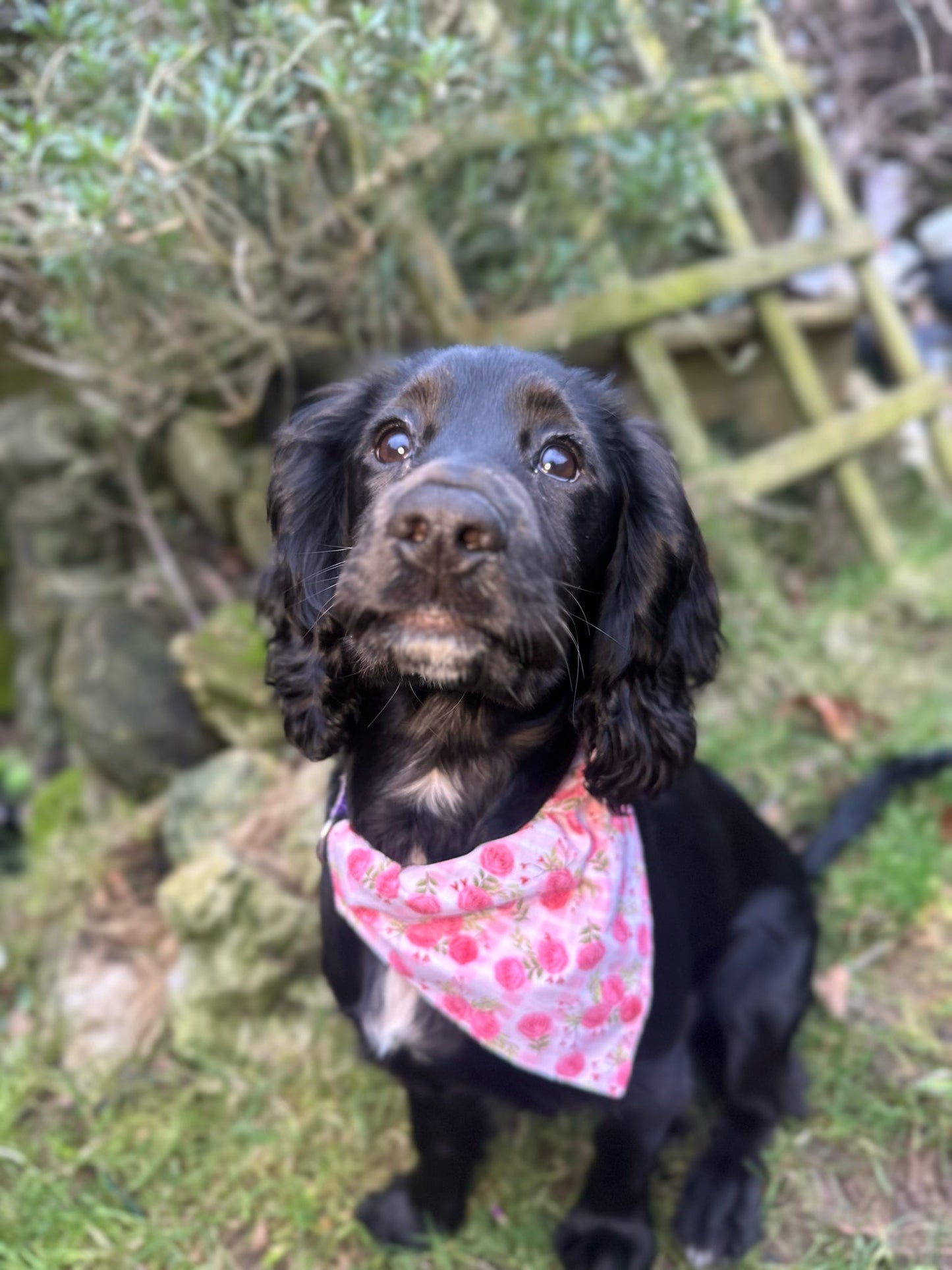 ‘Bloomin’ Lovely’ Pet Bandana