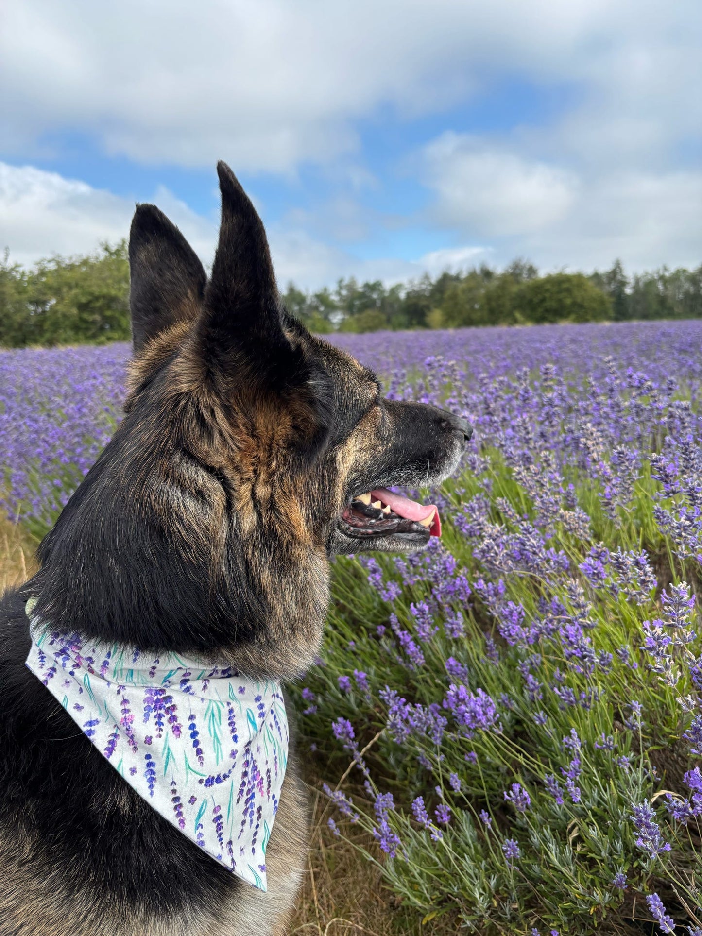 Lavender Haze Dog Bandana / Cat Bandana
