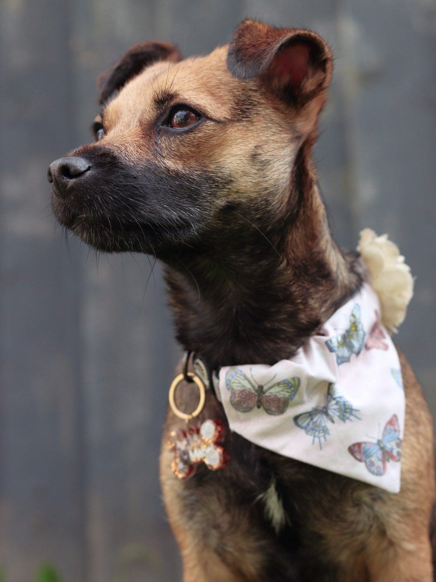 ‘Flutterby Dreams’ Pet Bandana
