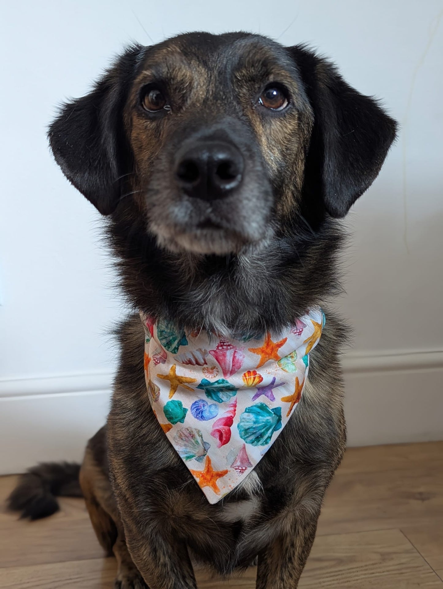 Seashell Dog Bandana / Cat Bandana