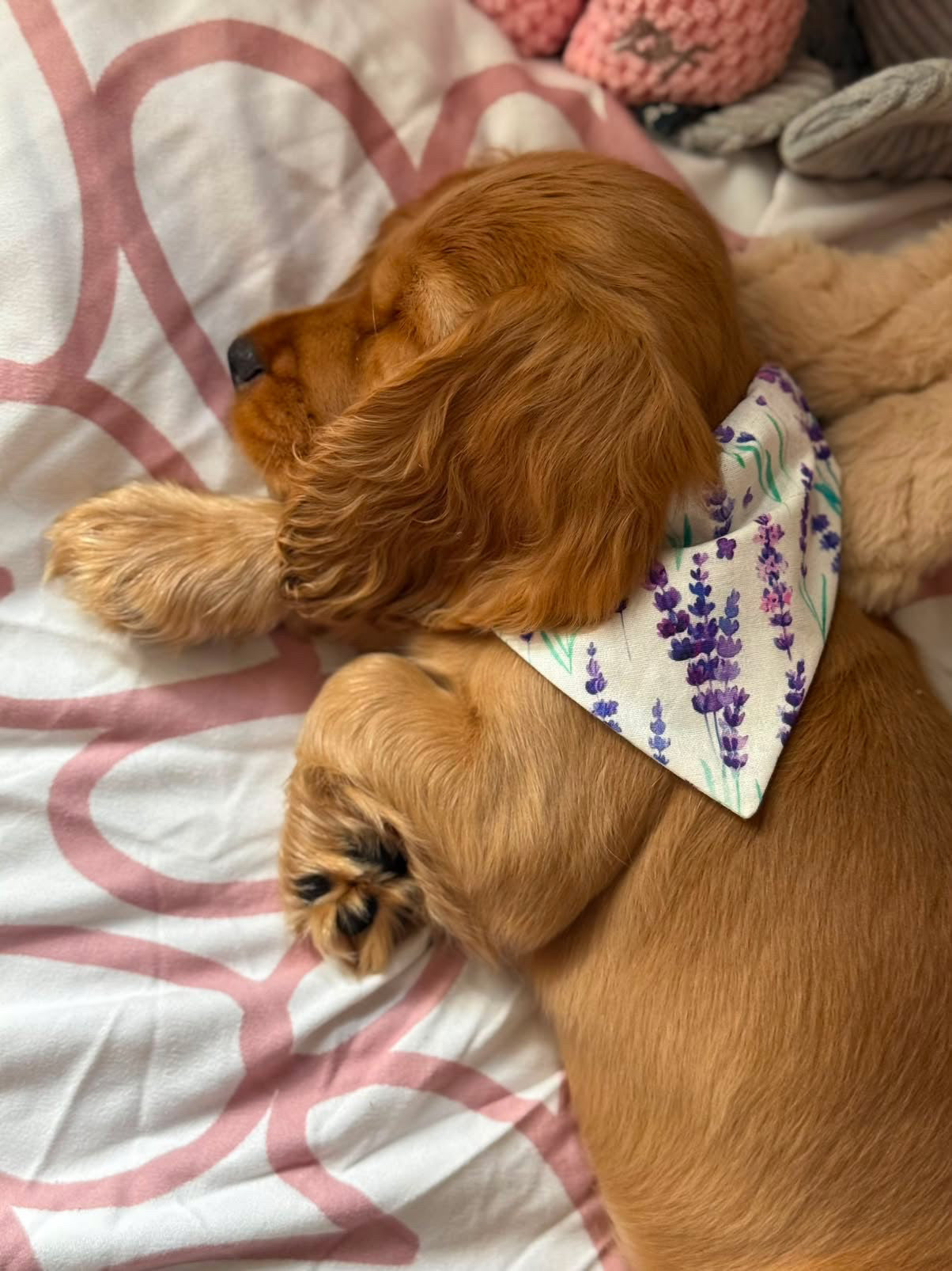 Lavender Haze Dog Bandana / Cat Bandana